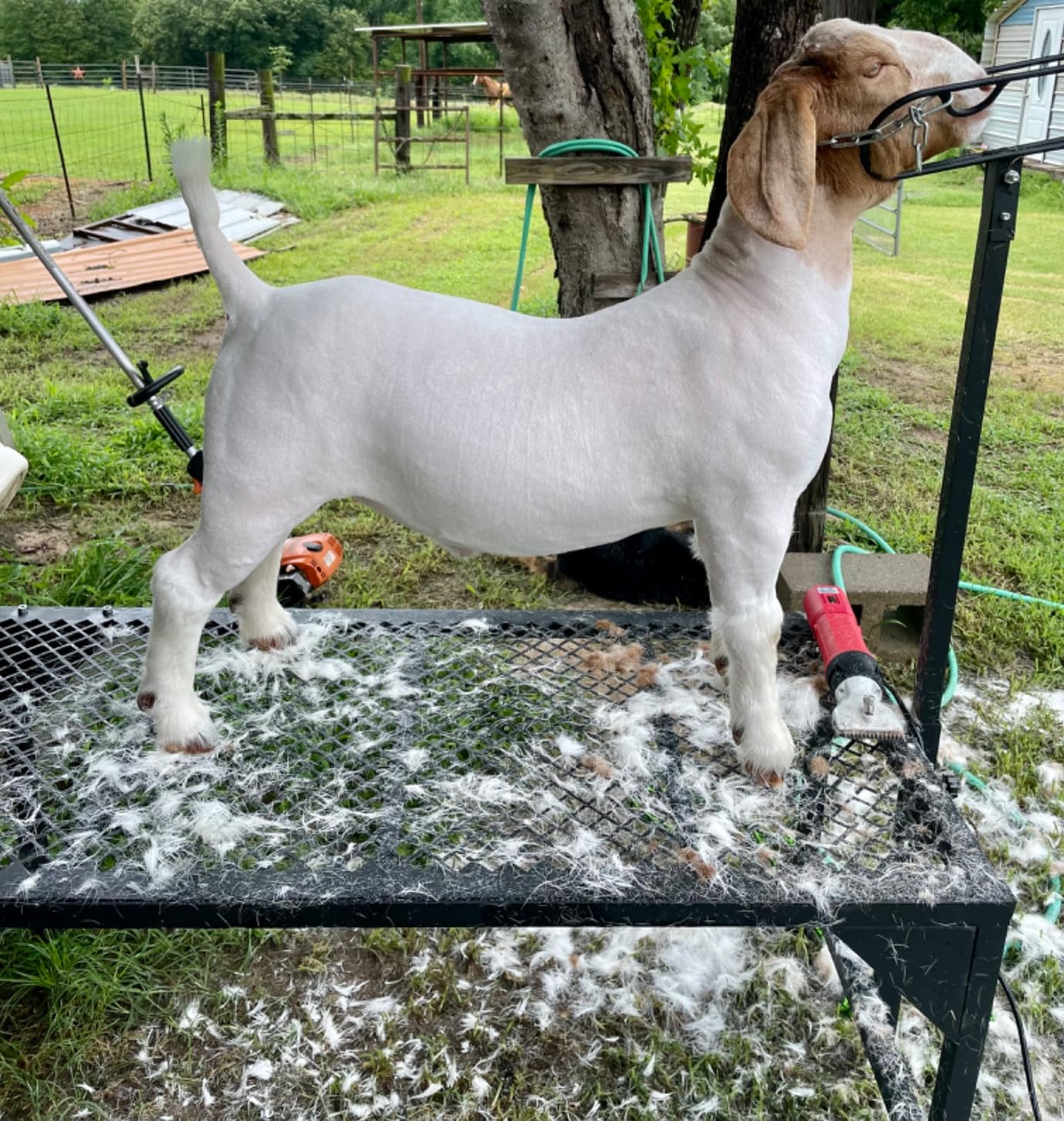 DUCKBOY 500W Cordless Horse Clipper, Rechargeable, for Horse Cattle Alpacas | Ideal for horses, cattle, alpacas & llamas. Cordless, rechargeable for farm grooming customer photo 2