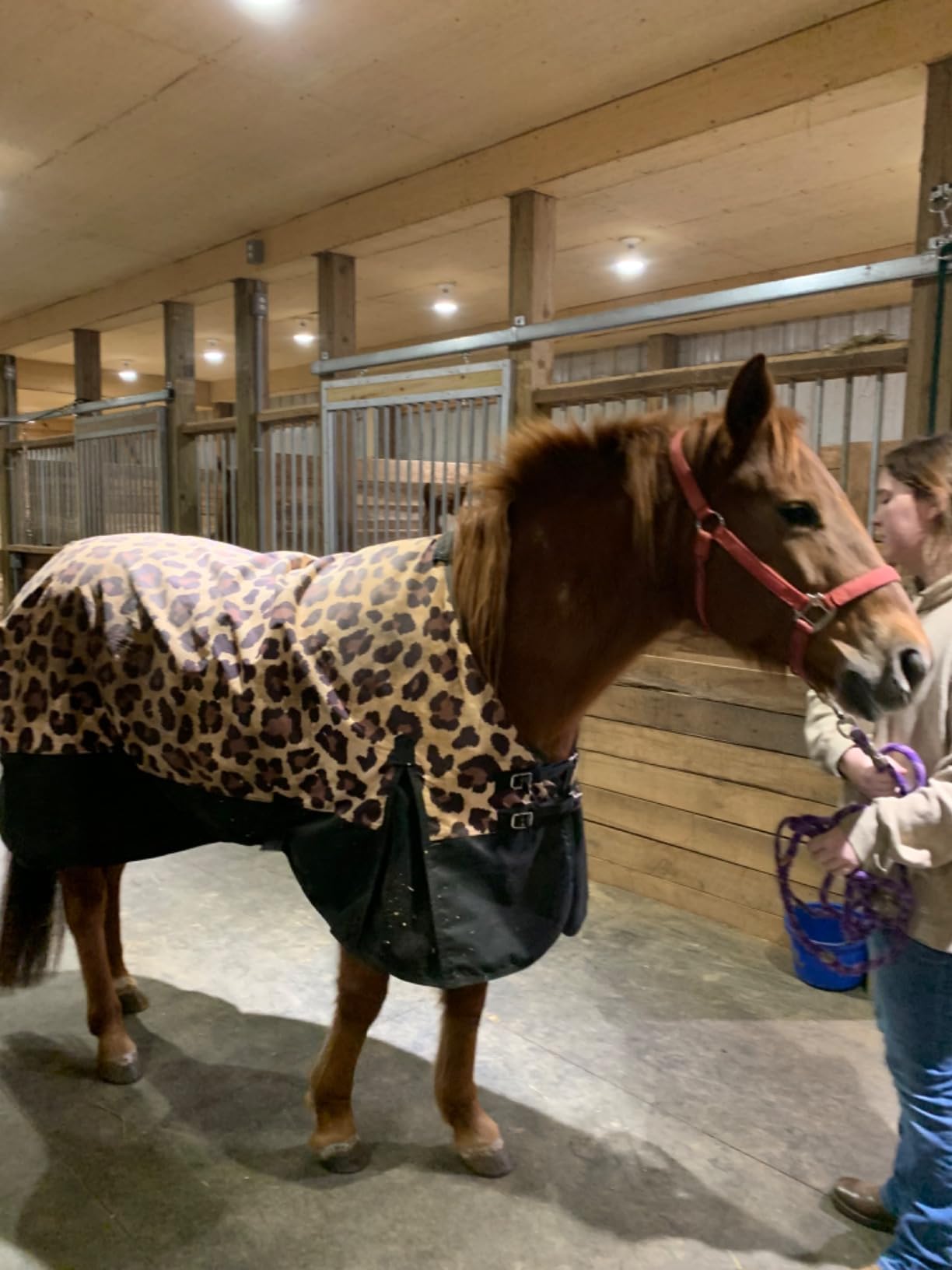 Leopard 1200 Denier Waterproof Turnout Sheet customer photo 1