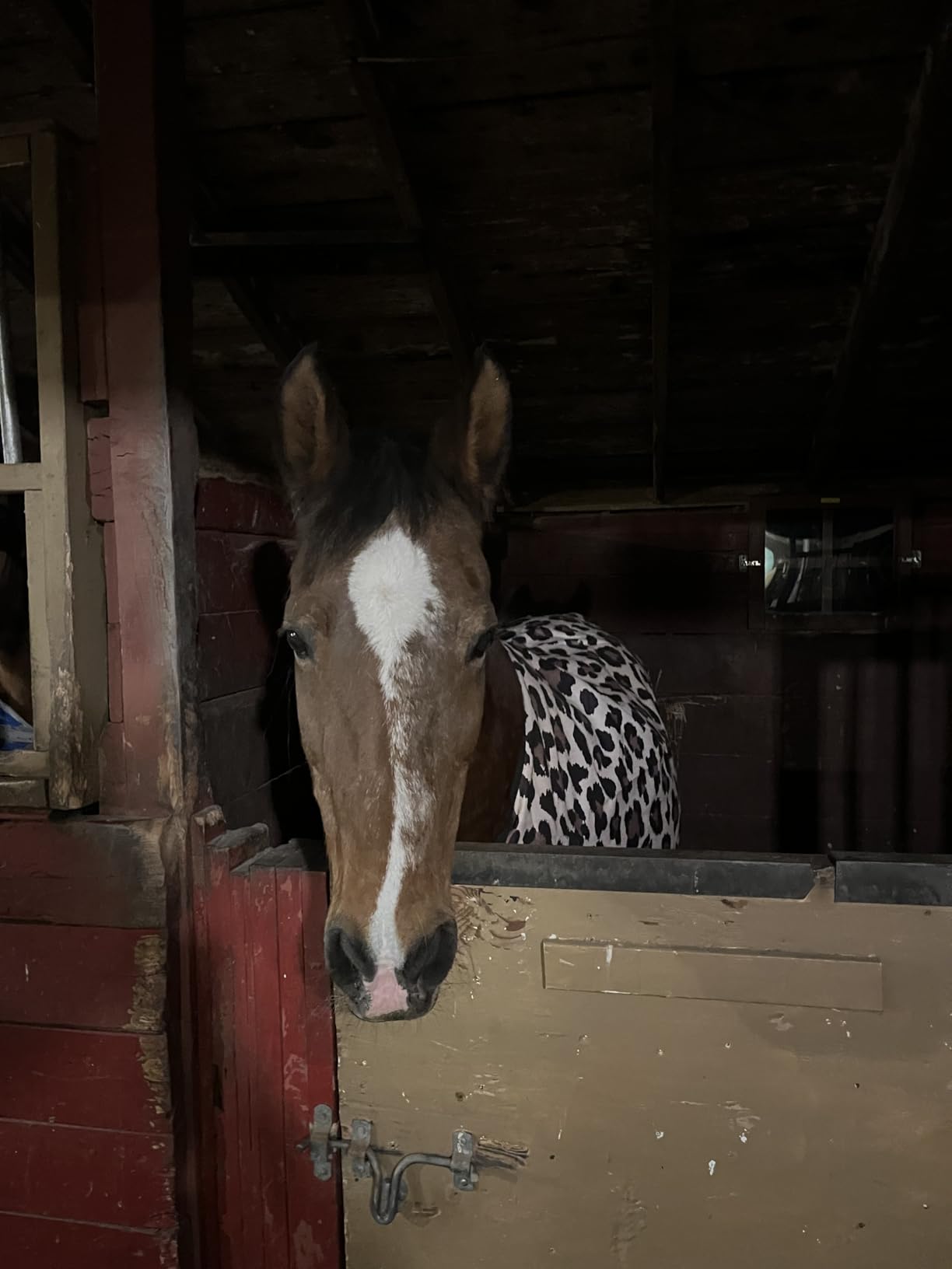 Leopard 1200 Denier Waterproof Turnout Sheet customer photo 2
