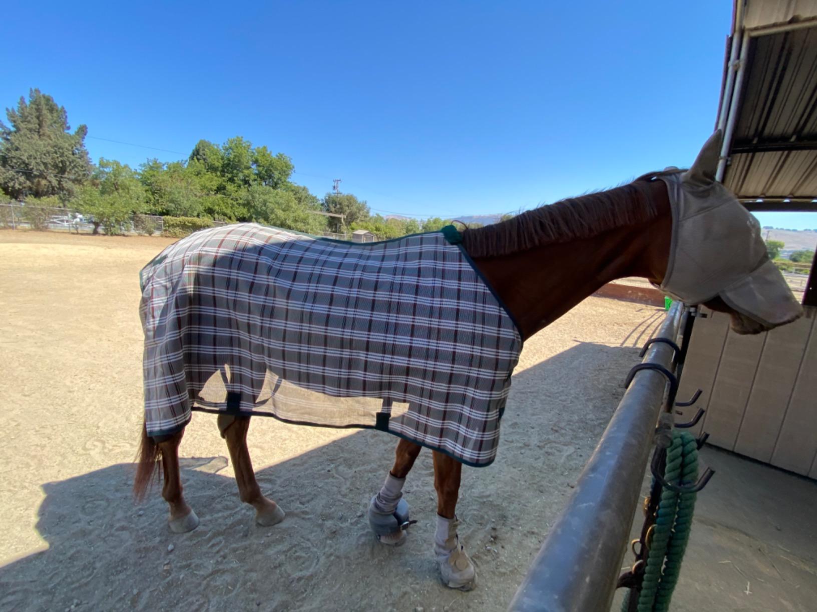 Tough 1 PVC Coated Mesh Tri-Shield Fly Sheet customer photo 1