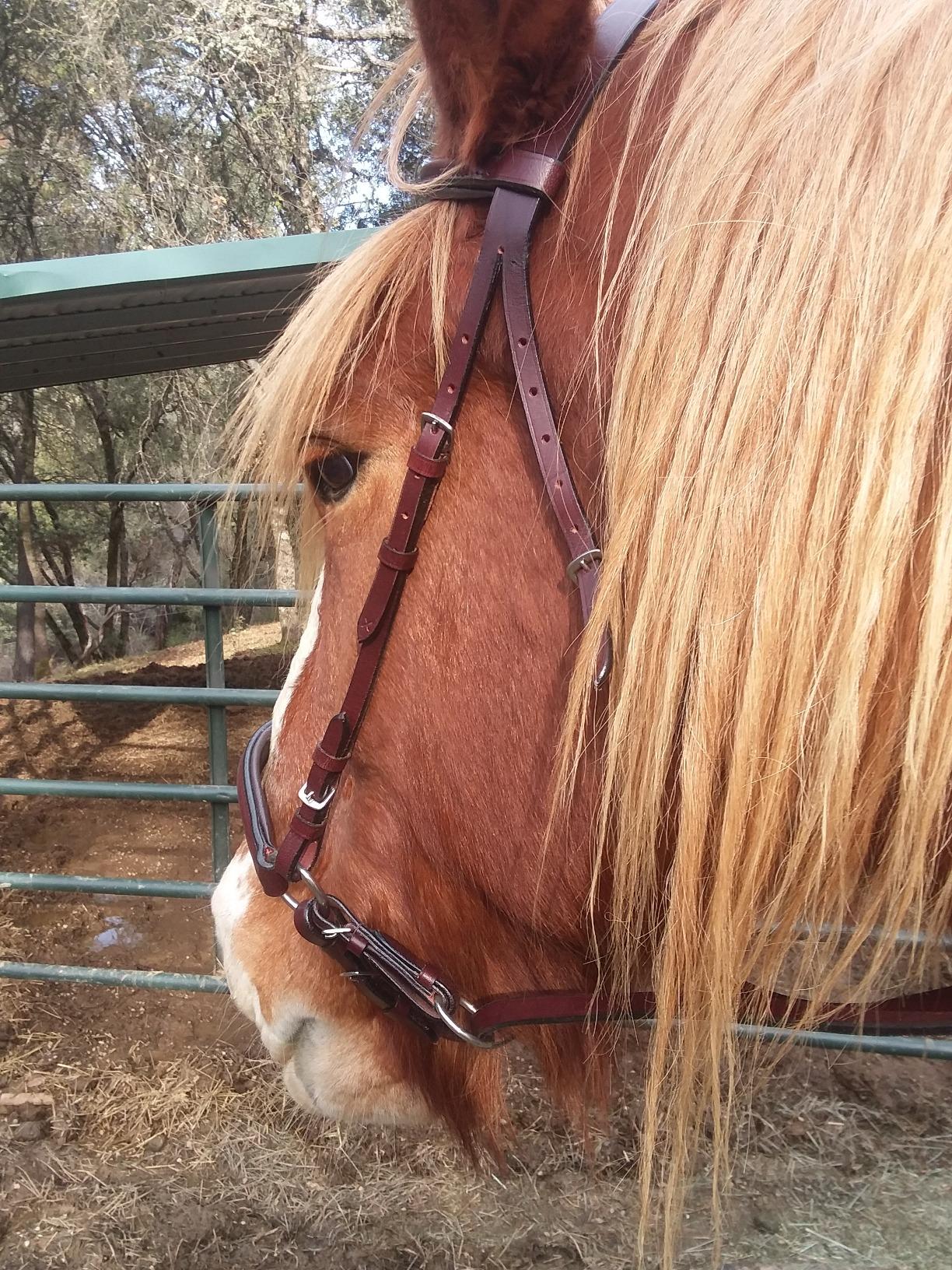 HILASON Bitfree Leather English Bitless Bridle Horse Reins Brown customer photo 1