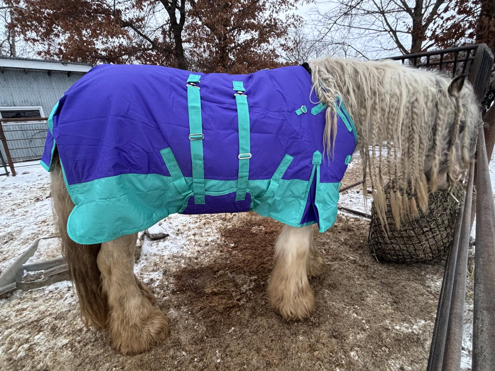 HILASON 1200D Winter Waterproof Poly Horse Turnout Blanket Belly Wrap Purple | 72 in customer photo 2