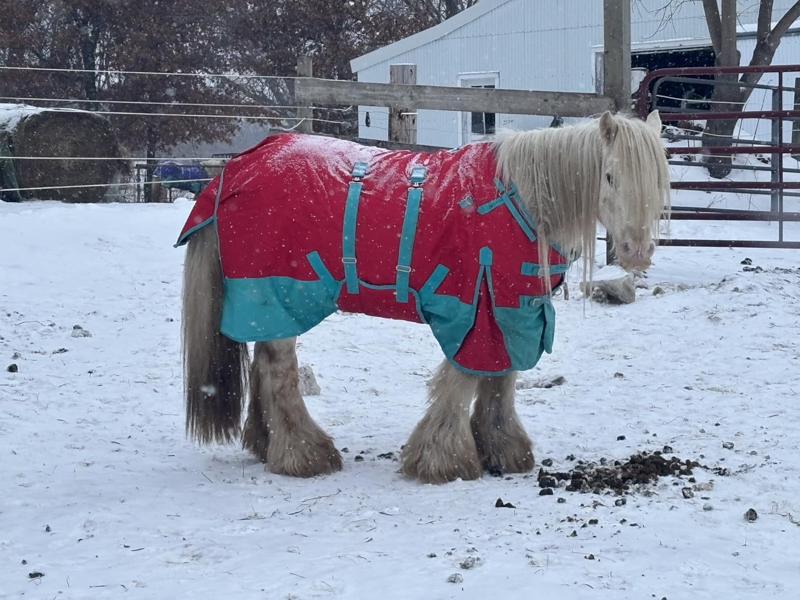 HILASON 1200D Winter Waterproof Poly Horse Turnout Blanket Belly Wrap Green | 78 in customer photo 1