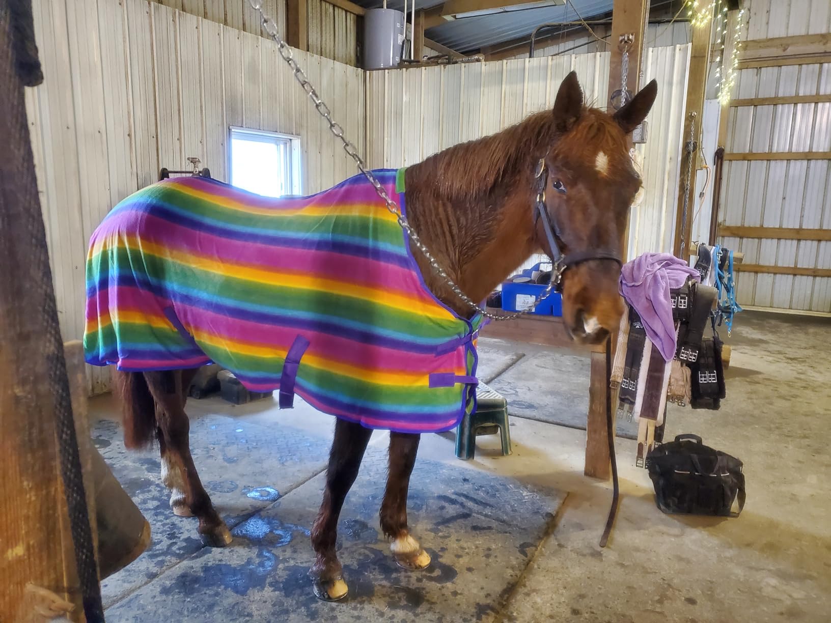 Challenger Horse Soft Fleece Cooler Contoured Exercise Sheet Blanket Wicks Liner 43EE13 customer photo 1