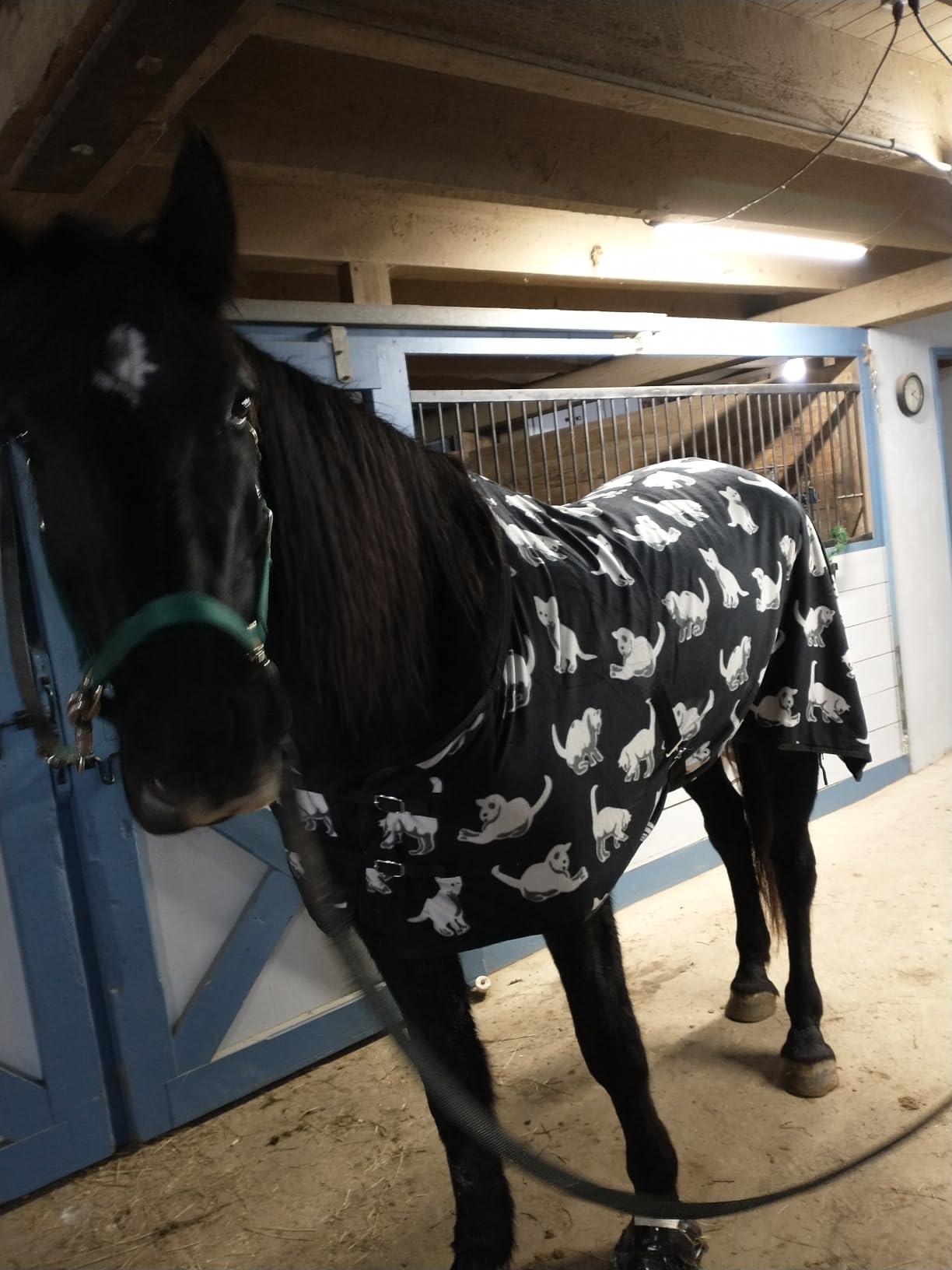 Challenger Horse Soft Fleece Cooler Contoured Exercise Sheet Blanket Wicks Liner 43EE13 customer photo 2