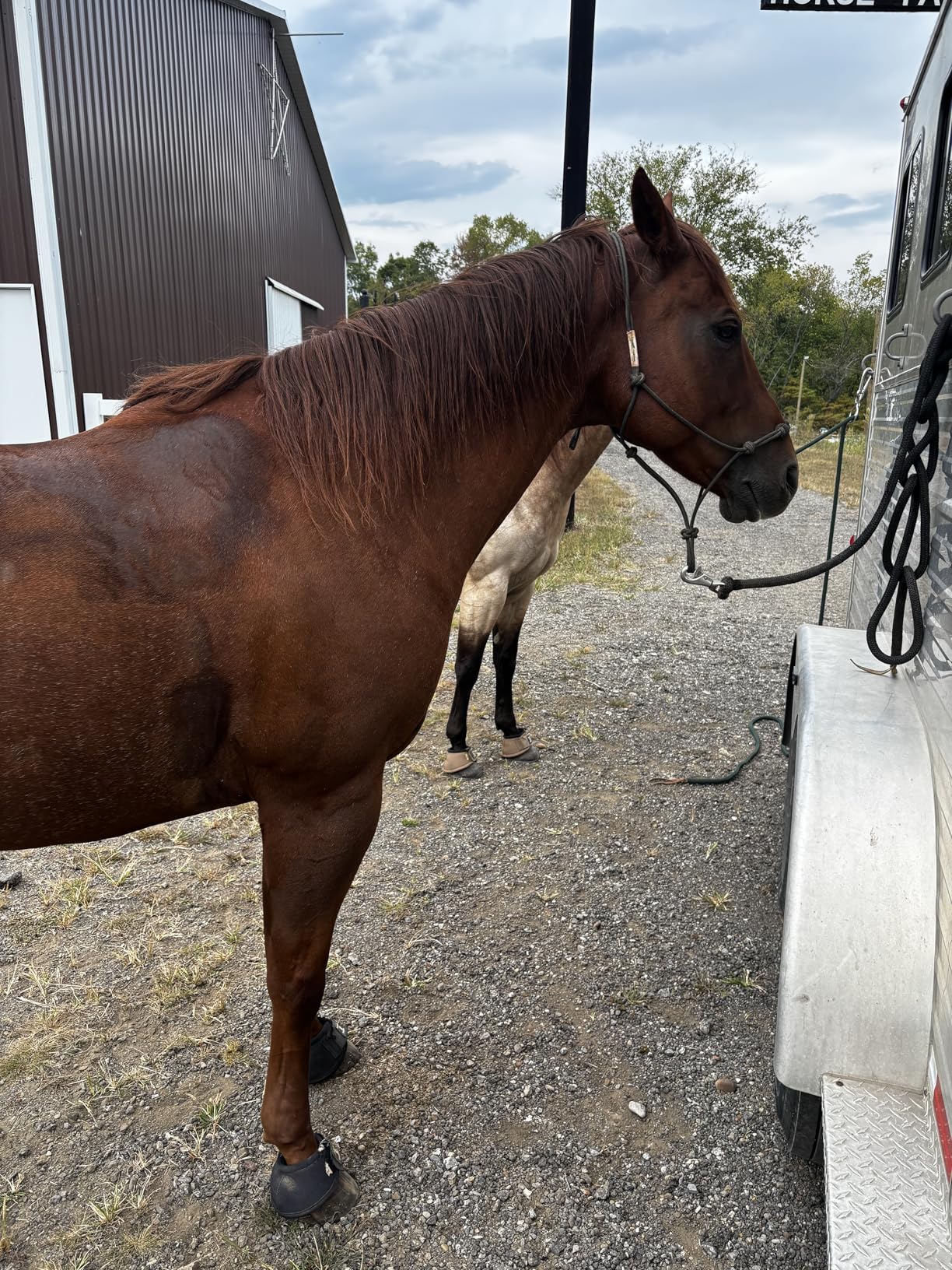 Martx Blocker Tie Ring for Horses, Stainless Steel Tack Accessories | Prevents Horses from Pulling Back, Sturdy Horse Tack & Supplies, Ideal for Barn Environments, Trailers, Outdoor Cross Ties customer photo 1