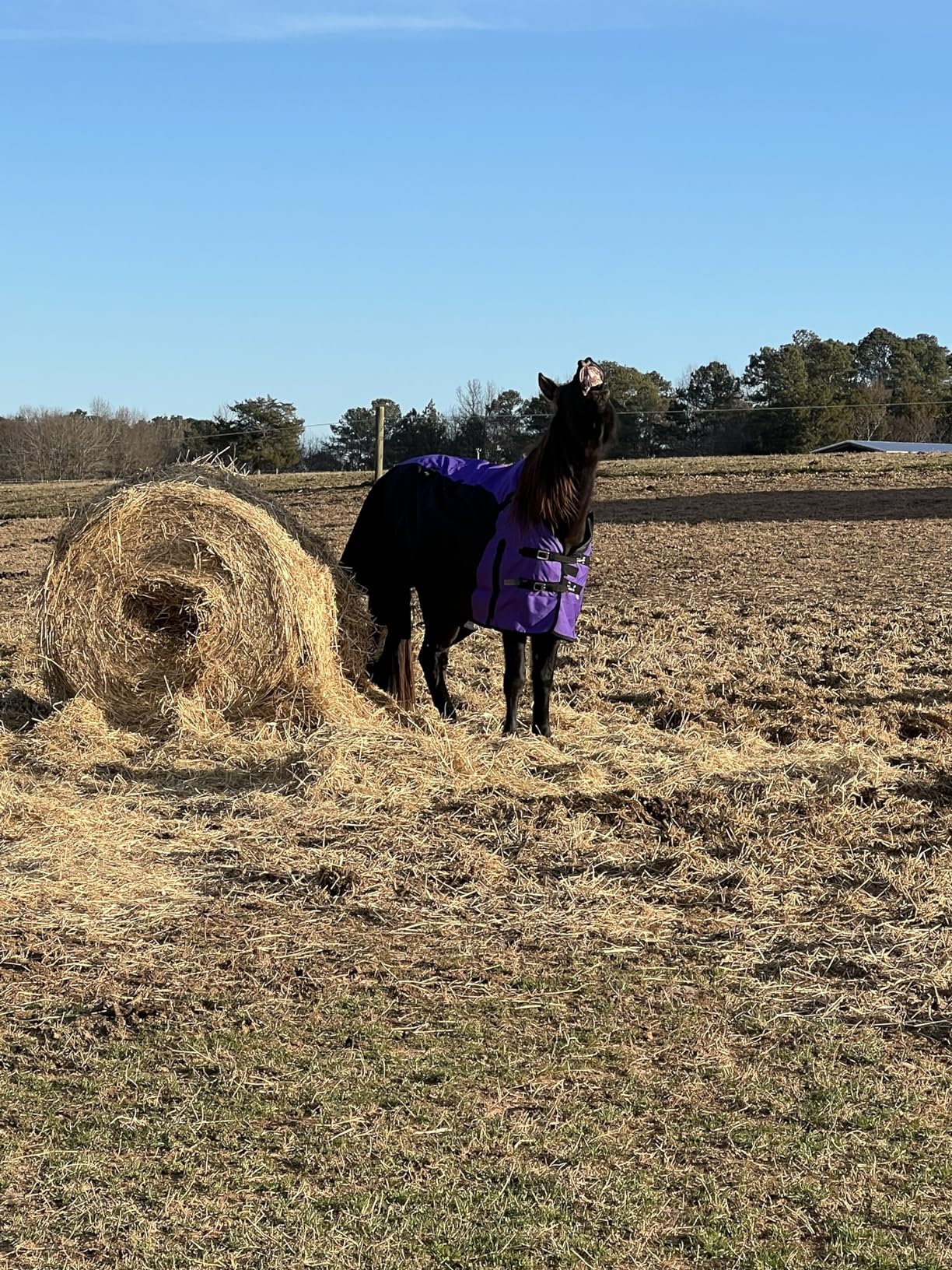 Challenger 1200D Turnout Lightweight Bellyband Rain Horse Winter Blanket Sheet customer photo 1