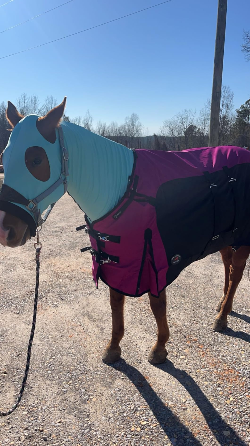 Challenger 1200D Turnout Lightweight Bellyband Rain Horse Winter Blanket Sheet customer photo 2