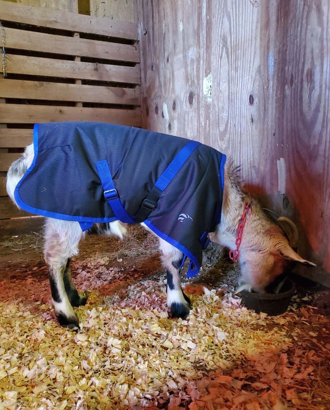 AniMac Super Calf Jacket for Calves, Sheep, Alpaca, Goats and Dogs - Premium Waterproof Livestock Coat - Breathable - Synthetic - Machine Washable customer photo 2