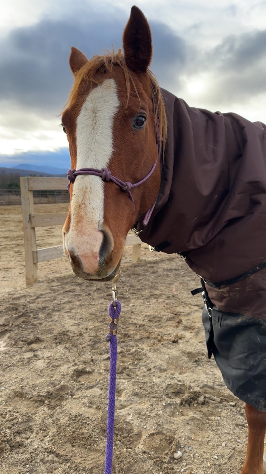 HILASON 1200D Winter Waterproof Poly Turnout Horse Hood Neck Cover customer photo 1