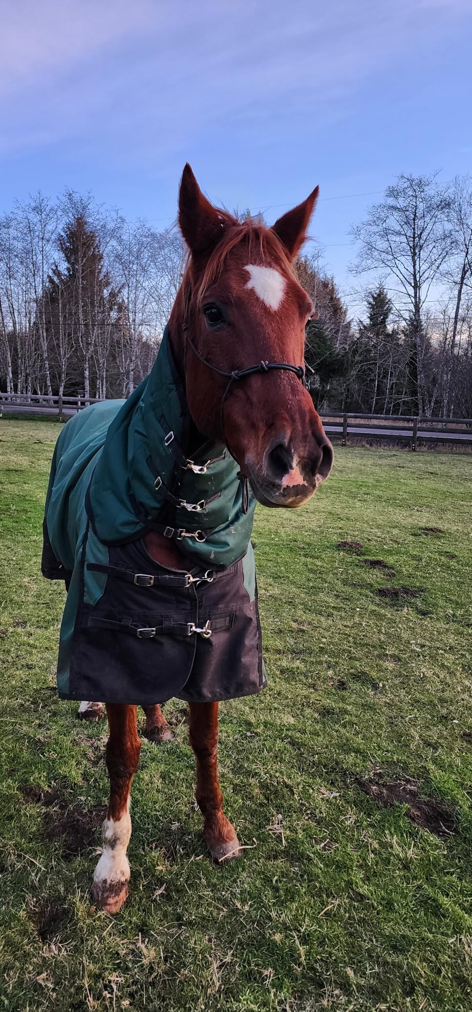 HILASON 1200D Winter Waterproof Poly Turnout Horse Hood Neck Cover customer photo 2