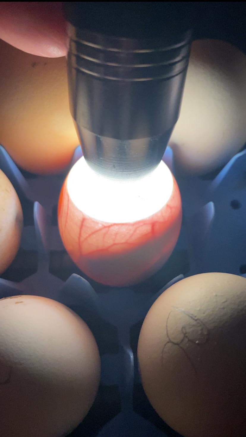 Egg Candlers for Chicken Eggs, 2026 New Egg Candling Light Tester Lamp Egg Checker Incubator for All Chickens Ducks Quail Dark Eggs 【Upgraded USB Charger】 customer photo 1