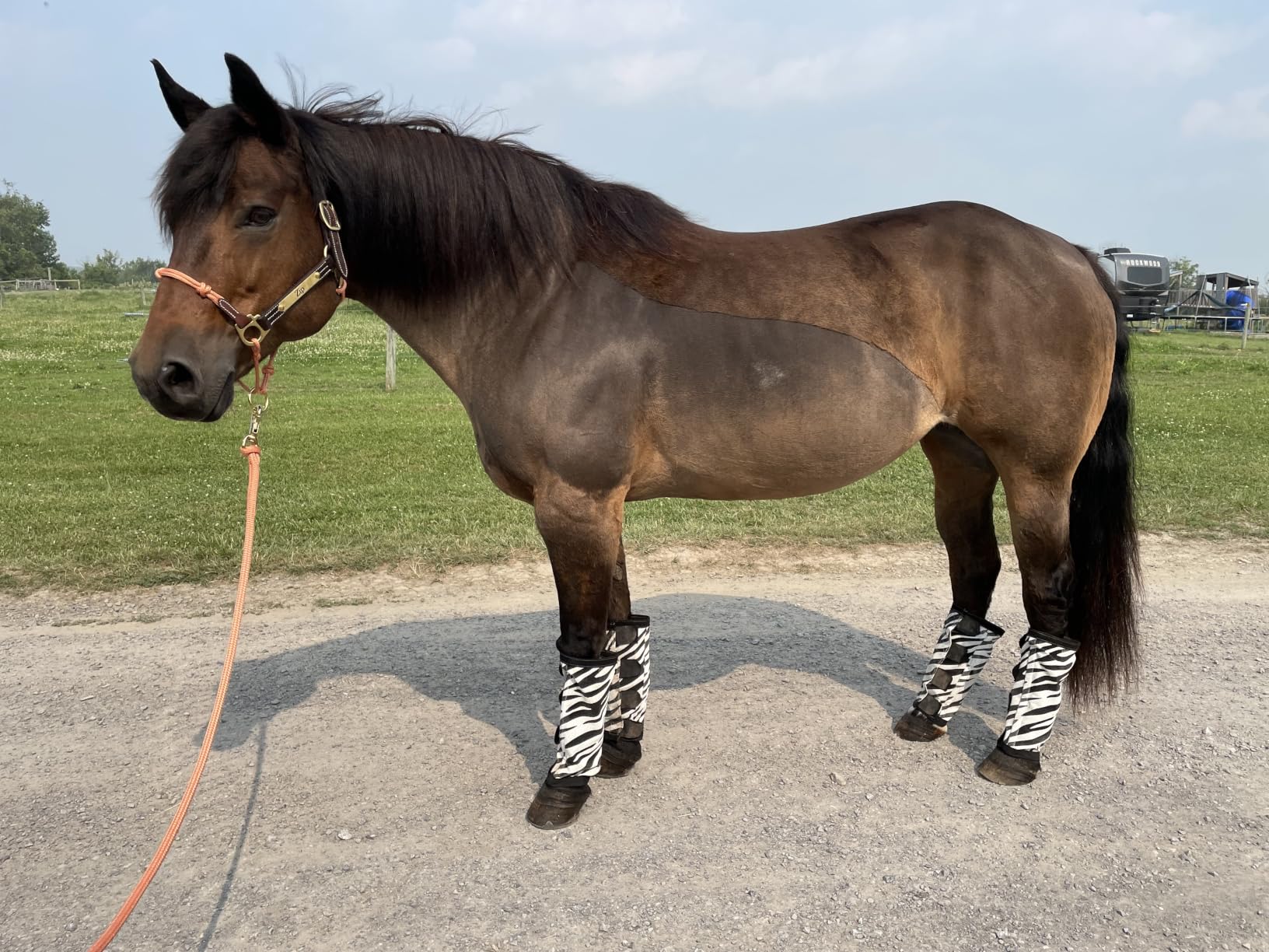 oneisall Cordless Horse Clippers for Horse Grooming RK 034 | Detachable stainless steel blades, ultra-quiet, Horse Trimmer Shaver Kit with tangled, long, or Thick Coat Horse Hairs customer photo 2
