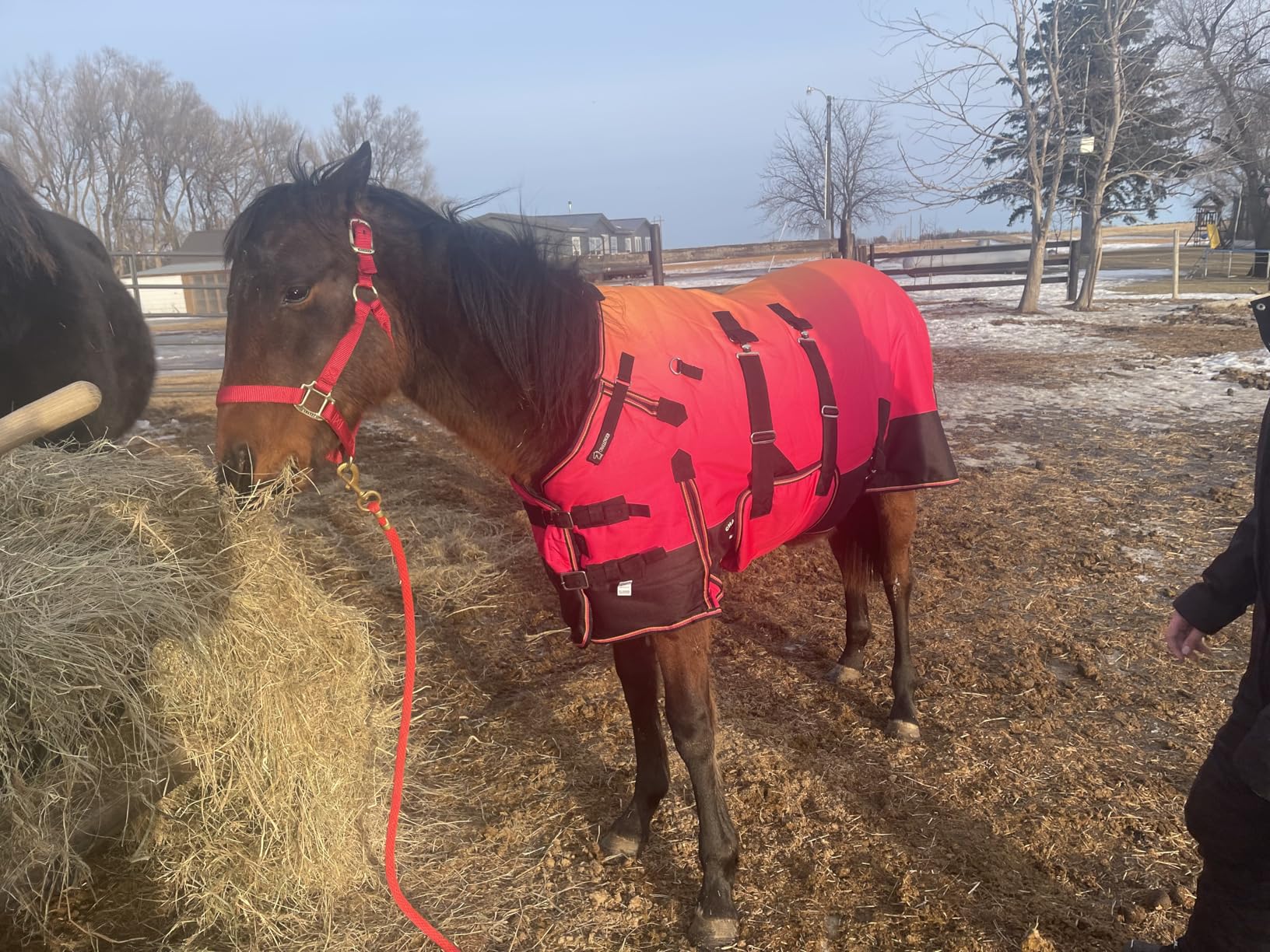 CHALLENGER 1200D Foal Winter Blanket Miniature Pony Donkey Bellyband Turquoise Rustic customer photo 1
