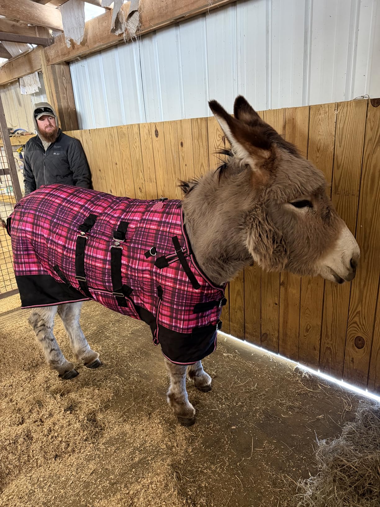 CHALLENGER 1200D Foal Winter Blanket Miniature Pony Donkey Bellyband Turquoise Rustic customer photo 2