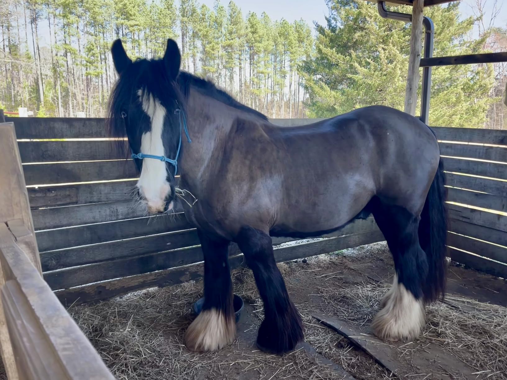 Andis 23330 AGC Super 2-Speed Horse Clipper, Includes T-84 Blade, Burgundy | Cool & quiet running, extra-wide detachable blade, professional horse & pet grooming clipper customer photo 1