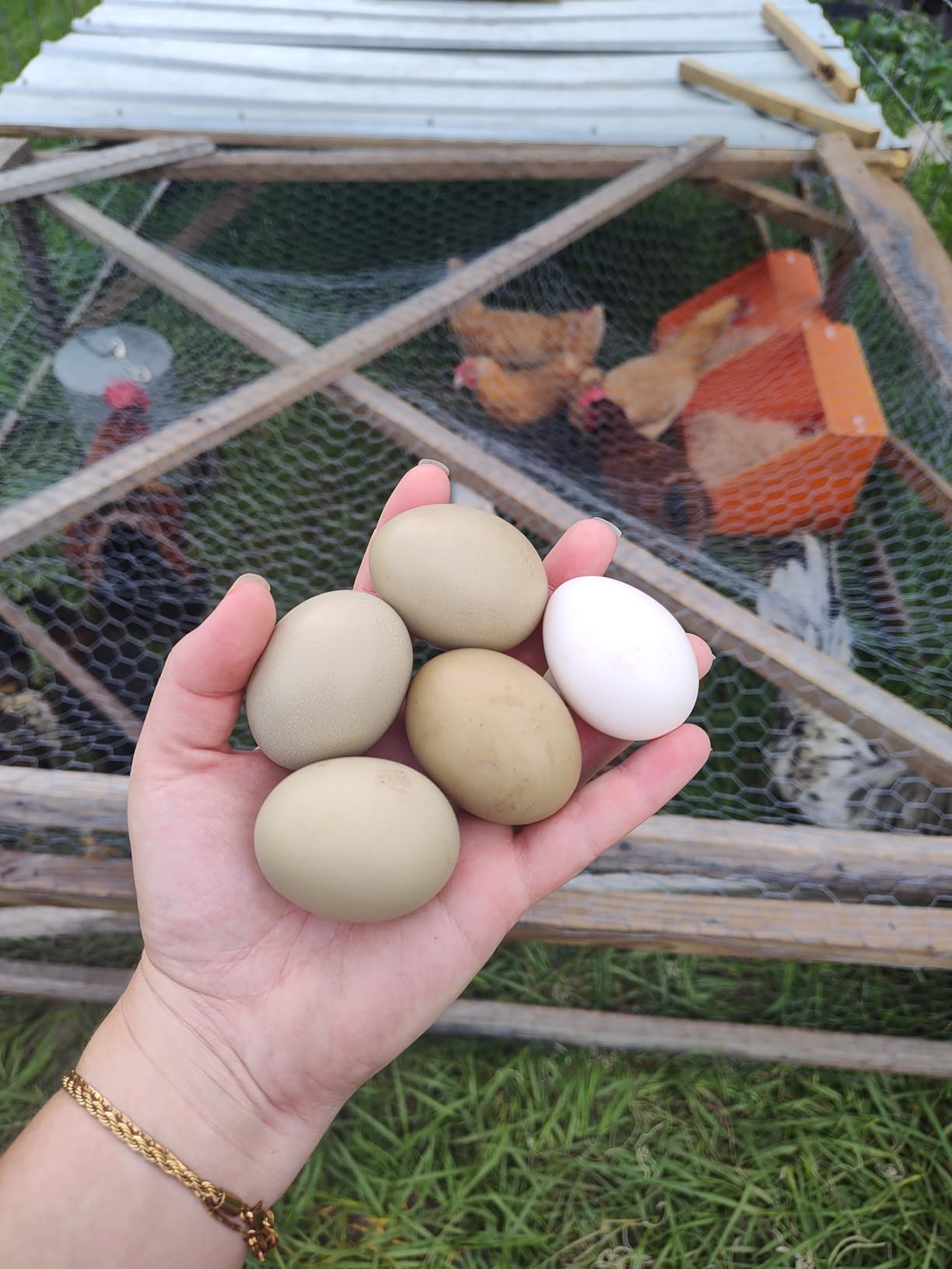 Touri 3 Pack Durable Chicken Nesting Boxes | for Laying Eggs for Hens Ducks and Poultry, Orange customer photo 1