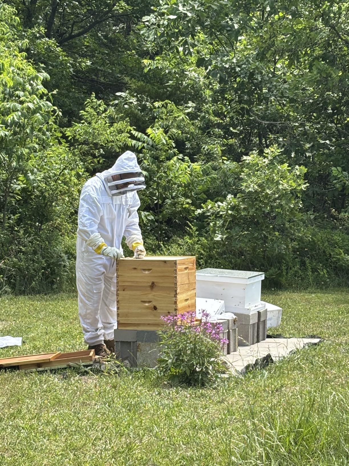 10-Frame Langstroth Bee Hive Complete Bee Hive Kit Beeswax Coated Include Beehive Frames and Waxed Foundation Sheets for Beekeeper (2 Deep Beehives Box & 1 Medium Box) customer photo 1