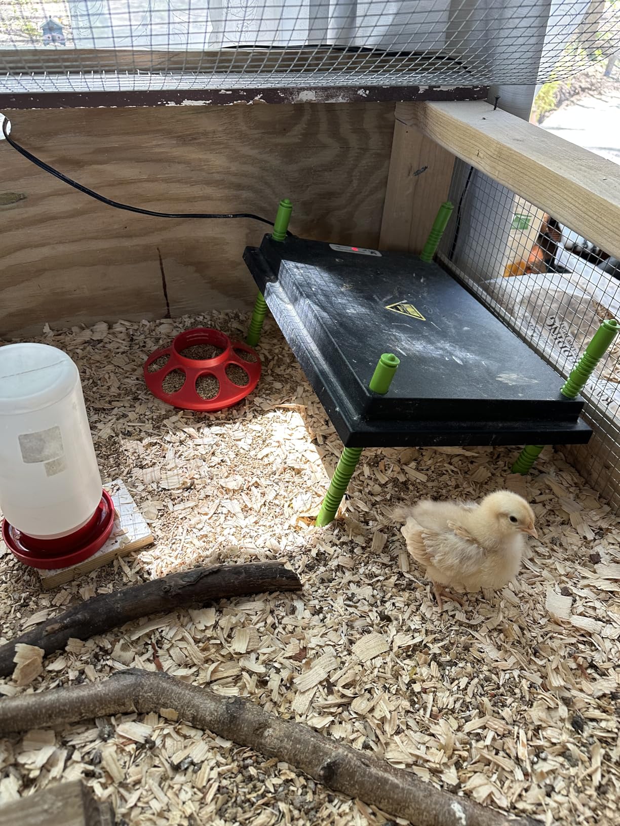Chick Brooder Heater Plate, 12