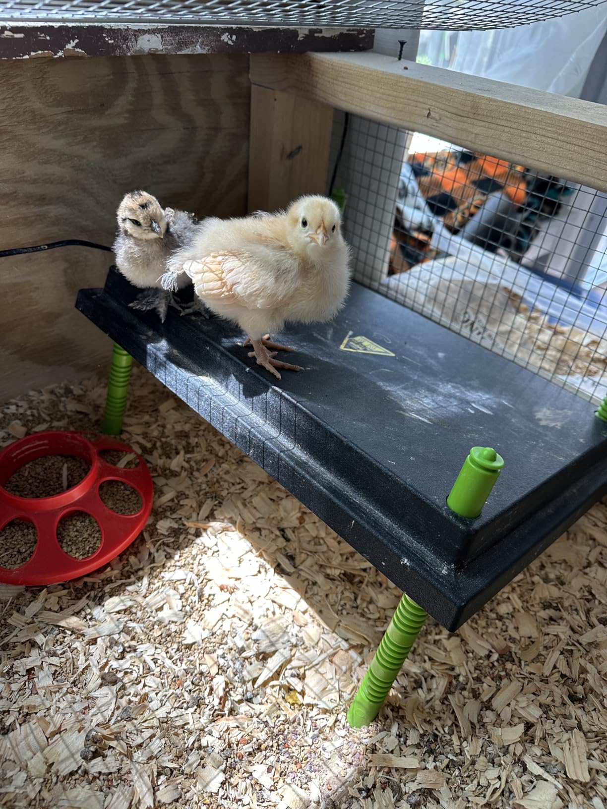 Chick Brooder Heater Plate, 12