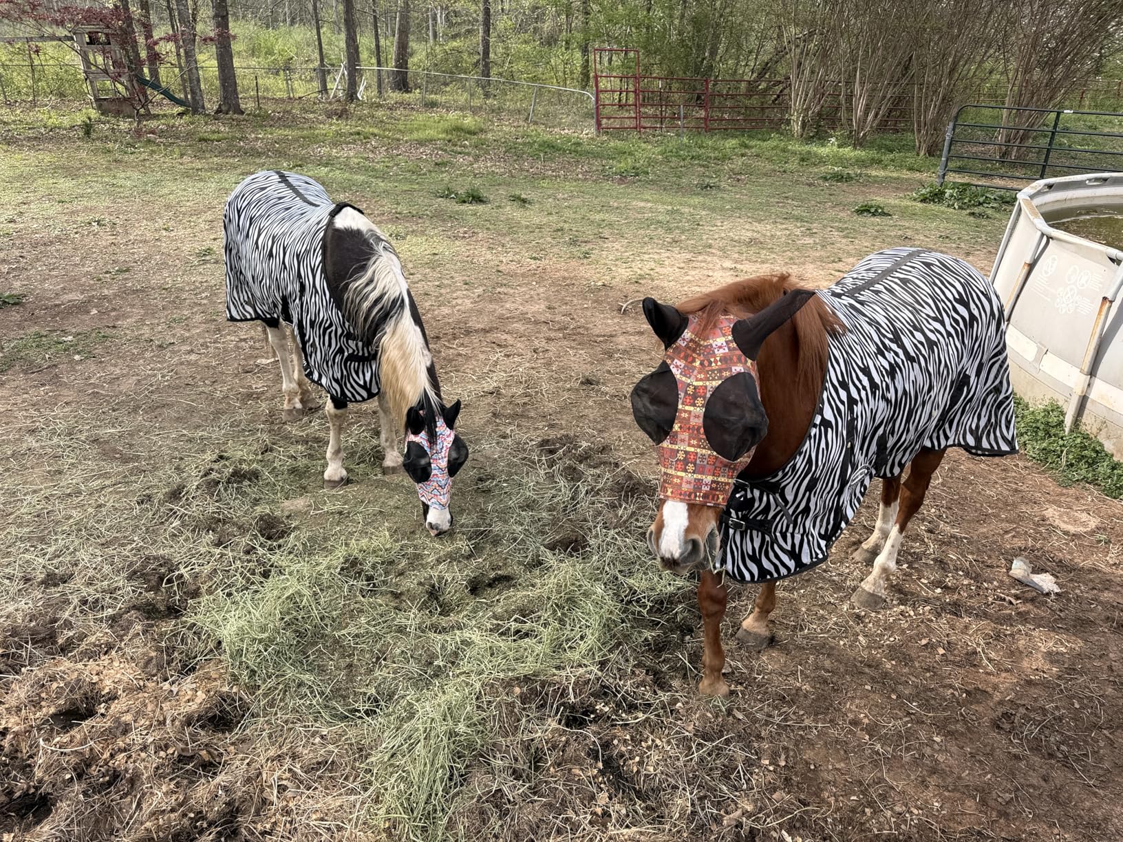 Country Pride Zebra Print Soft Mesh Fly Sheet for Horses, Summer Insect Protection, Adjustable Double Buckle Front, Shoulder Gussets, Removable Leg Straps, Breathable Mesh Horse Blanket (78 in) customer photo 1