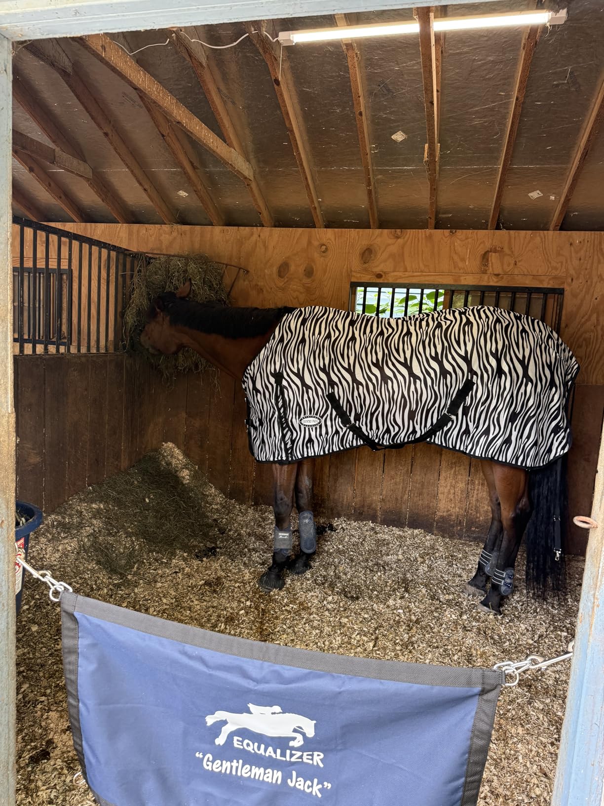 Country Pride Zebra Print Soft Mesh Fly Sheet for Horses, Summer Insect Protection, Adjustable Double Buckle Front, Shoulder Gussets, Removable Leg Straps, Breathable Mesh Horse Blanket (78 in) customer photo 2