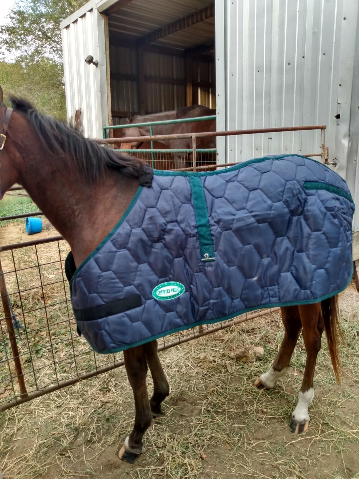 Country Pride 420D Adjustable Foal Blanket, Quilted Nylon with 300g Poly-Fill Insulation, Contoured Hip Darts, Adjustable Belly Surcingle and Leg Straps, Warm Stable Blanket, Machine Washable (Medium) customer photo 2