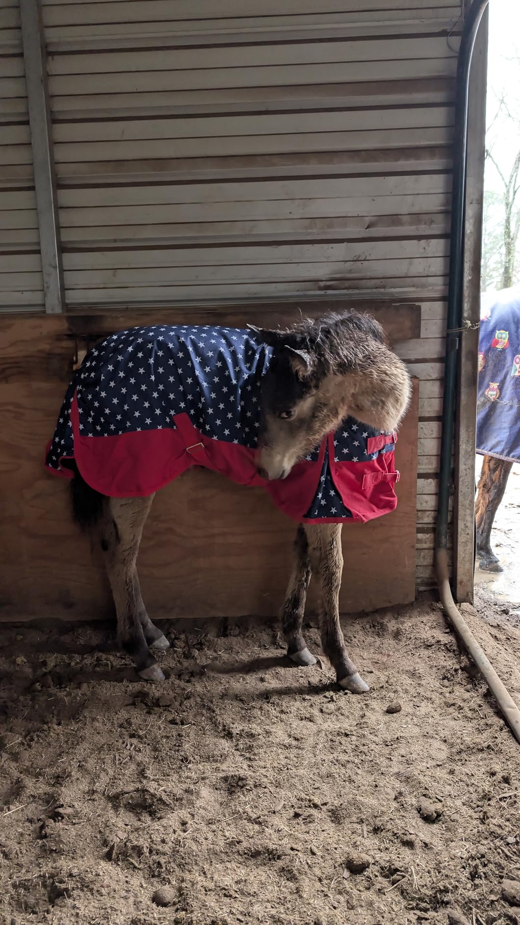 Mini Horse/Pony/Foal Lightweight Waterproof & Breathable 1200 Denier Turnout Blanket with No Filling - Peacockblue 45