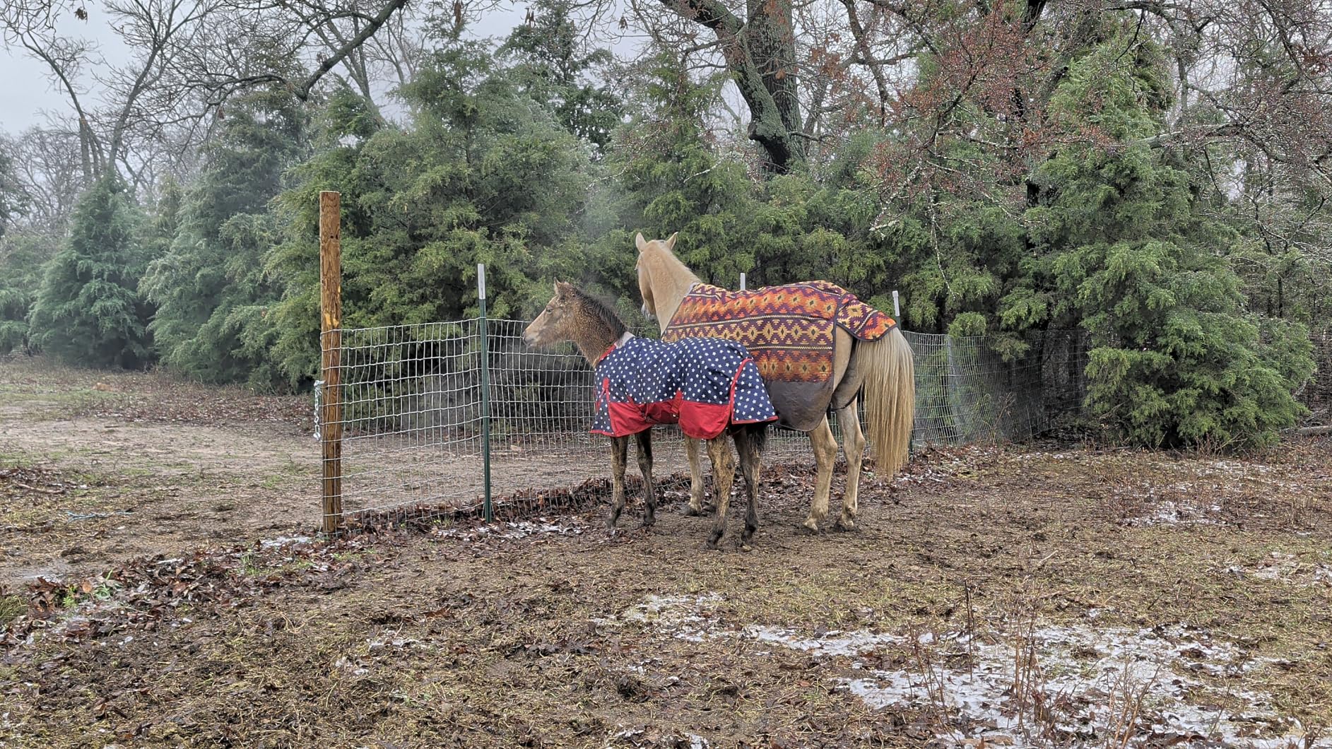 Mini Horse/Pony/Foal Lightweight Waterproof & Breathable 1200 Denier Turnout Blanket with No Filling - Peacockblue 45