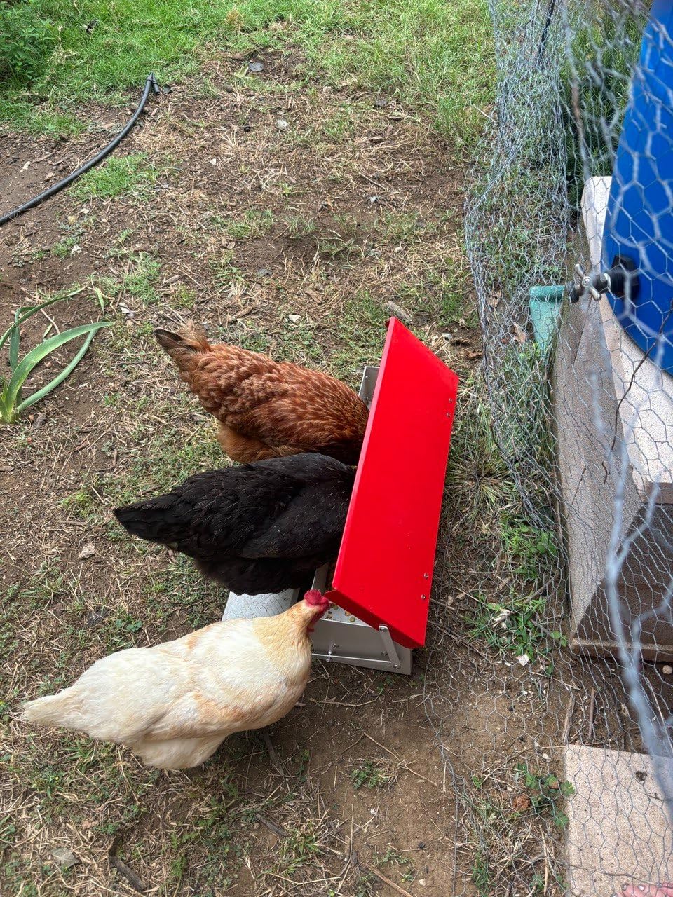 Automatic Chicken Feeder Rat Proof Galvanized Treadle Poultry Feeder | Large Poultry Feeder Treadle Weatherproof No Waste Metal Chicken Food Dispenser No-Spill for Duck Turkey Outside customer photo 2
