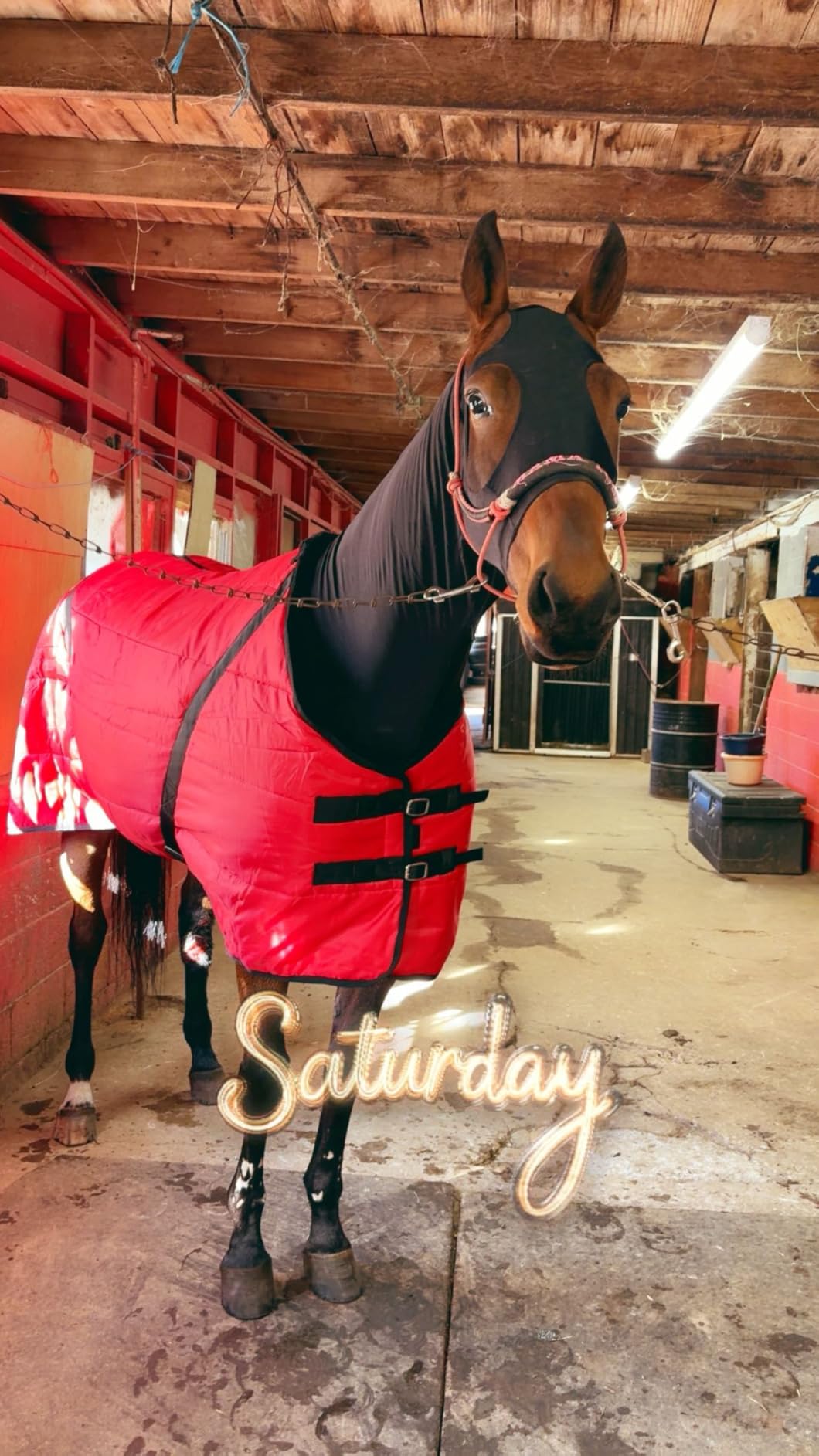 Country Pride Sentinel Channel Quilt Horse Stable Blanket, Midweight Open Front, 420D Nylon Outer Shell, 250g Poly-Fill Insulation, Wither Protection, Adjustable Leg Straps, Bias Surcingle (80,Green) customer photo 1