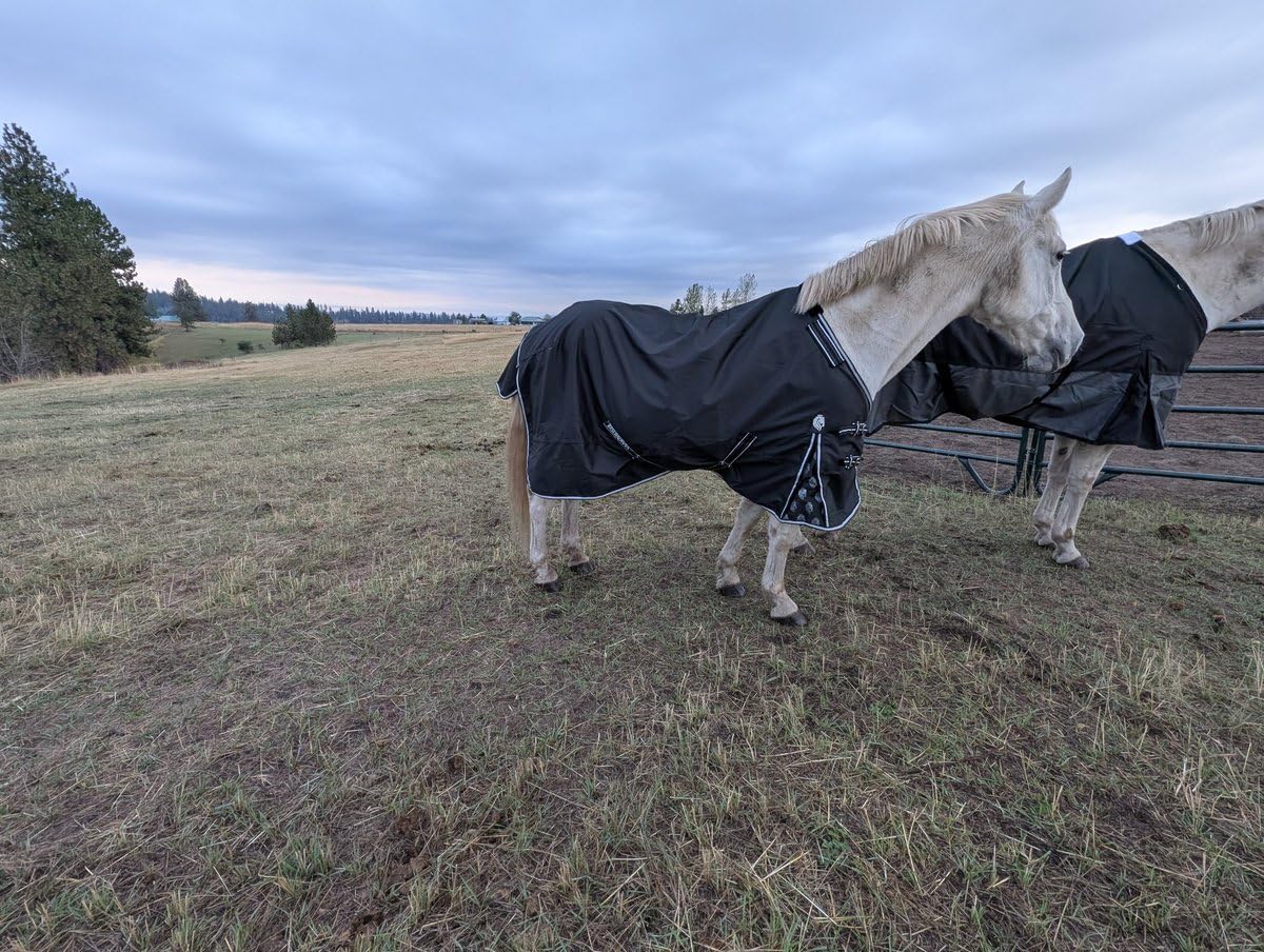 Equinavia Norse Horse Blanket Waterproof Dry Lightweight Turnout Blanket No Fill Rain Protection customer photo 2