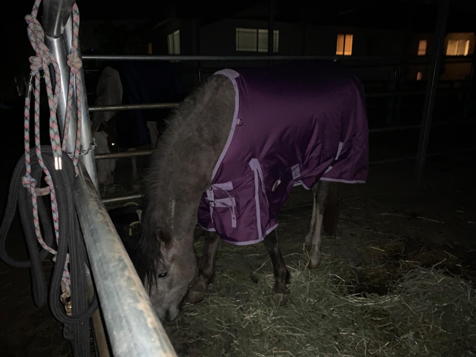 Derby Originals Classic 600D Waterproof Medium Weight Winter Horse Turnout Blanket, 250g Insulation, 1 Year Warranty customer photo 1