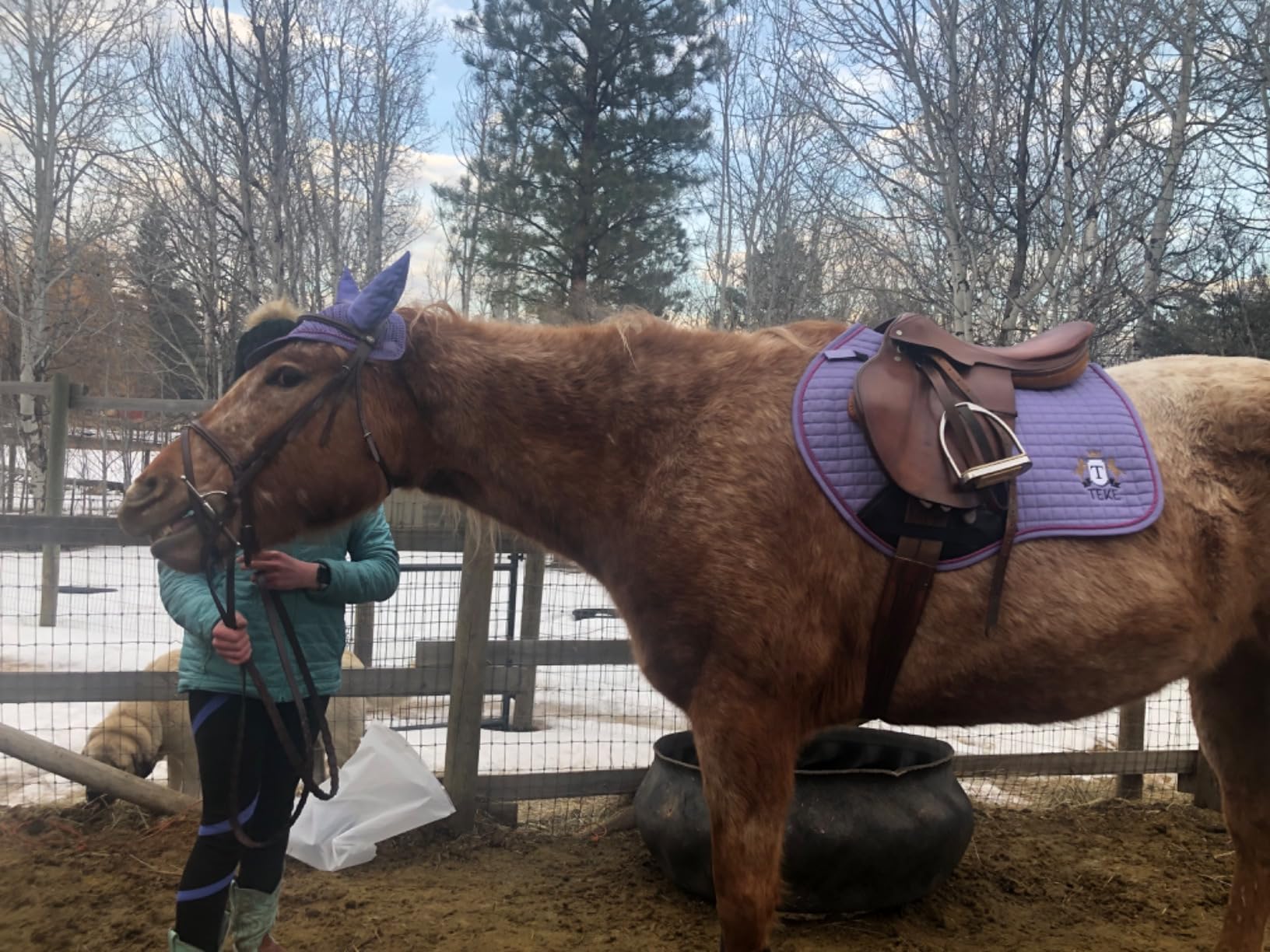 T TEKE Close Contact Saddle Pads, 100% Cotton English Saddle Pads for Horses with Moisture-Wicking and Breathable Lining customer photo 2