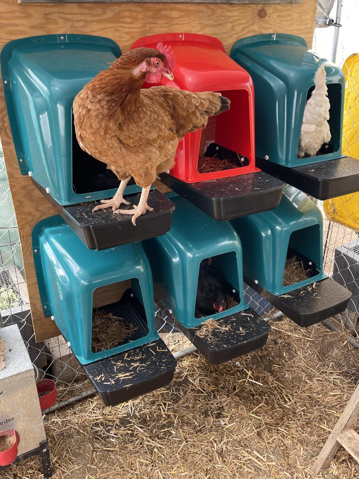 10-Pack Chicken Nesting Boxes with Perch, Roll-Out Laying Boxes for Hens, Egg Nesting Box for Chicken Coop, Large customer photo 2