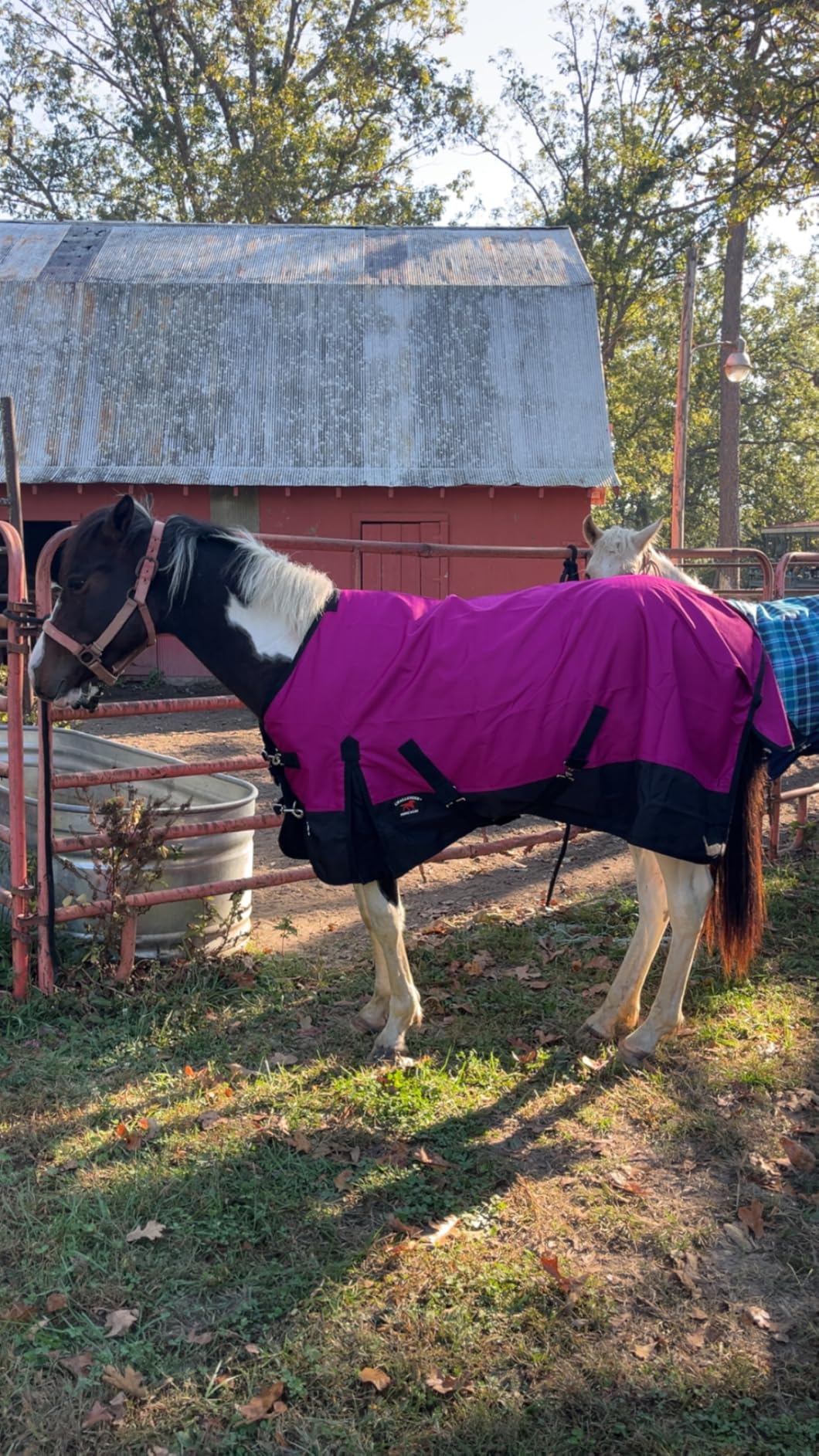 CHALLENGER 1200D Turnout Waterproof Rain Light-Weight Sheet Horse Blanket customer photo 1