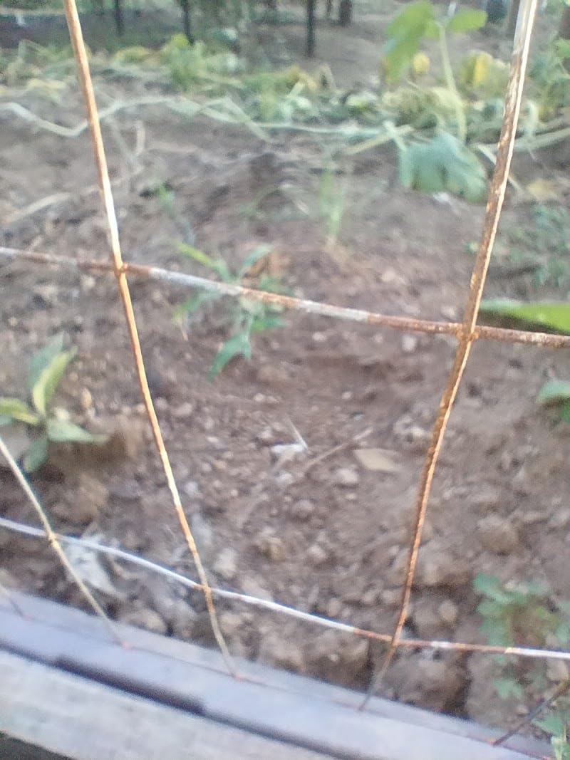 Gisafai 60in x 80ft Welded Wire Fence, 2 Inch x 4 Inch 16 GA, Galvanized Metal Garden Fence Roll Wire Mesh Netting for Goat Deer Cattle Animal Enclosures customer photo 1