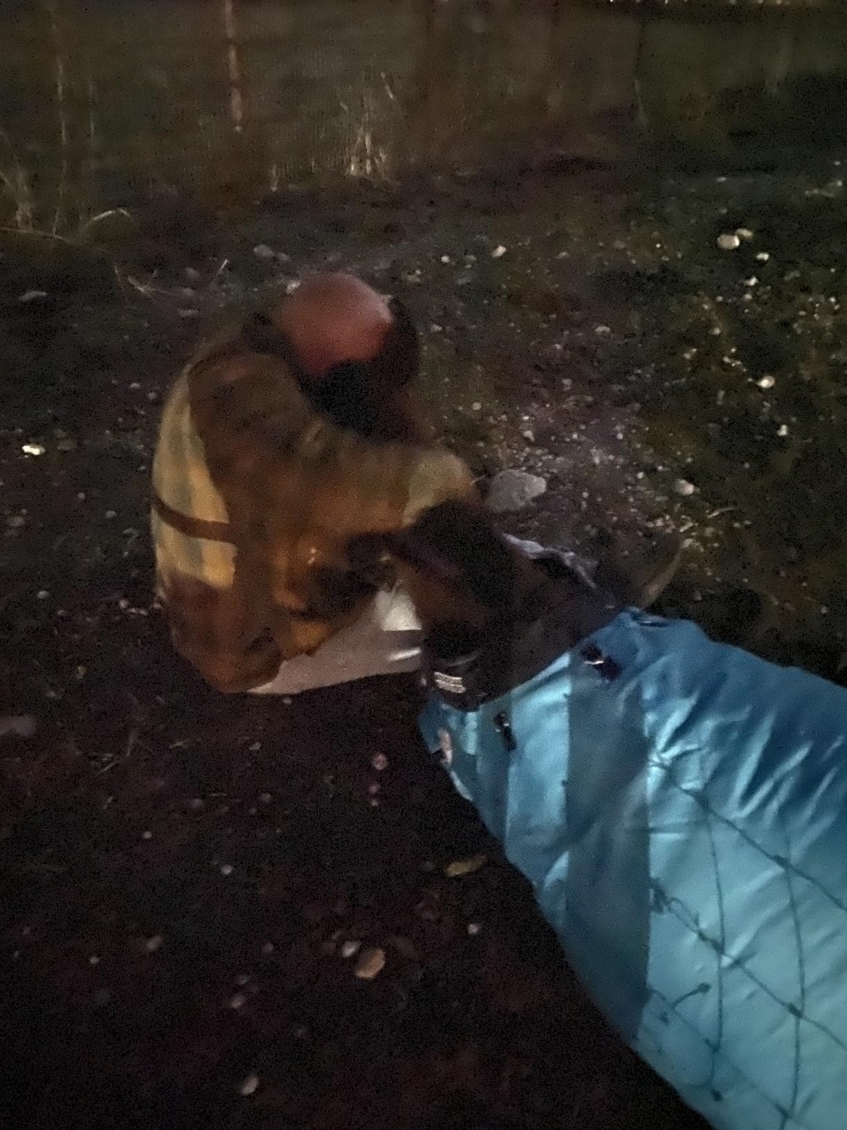 Derby Originals Nordic-Tough 1200D Heavyweight Mini Horse & Pony Turnout Blanket - Waterproof, Reflective, 300g Insulation, Triple-Layer Design, 210T Lining, 2-Year Warranty customer photo 1