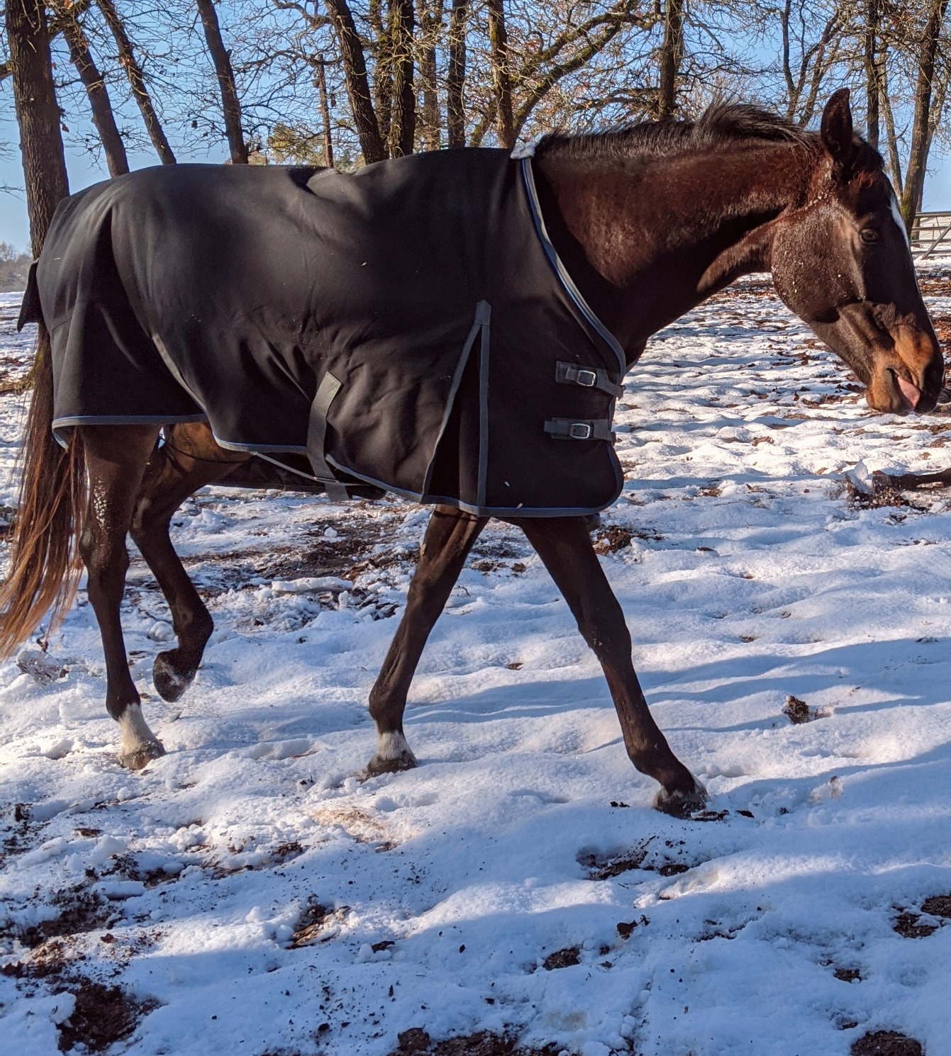 T TEKE Ultimate Turnout Sheet for Horses, 1050D Ballistic Nylon Outer, No Filling customer photo 1