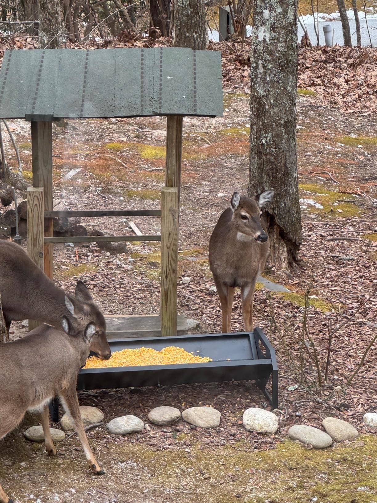Pasture Feeder 44.2