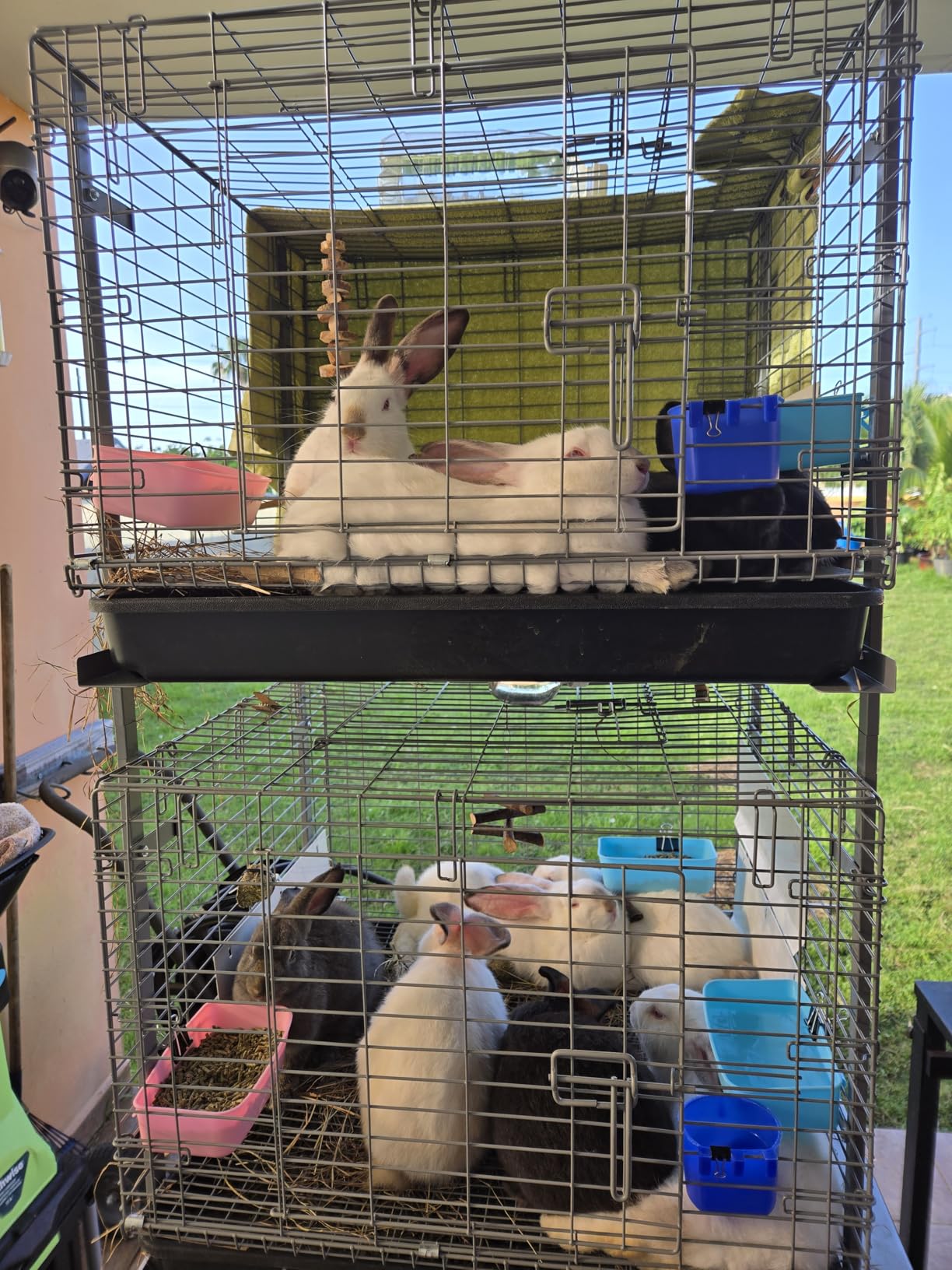 HOMESTEAD Rabbit Cage with Pull-Out Tray - 24 Inch Bunny Cage, Metal Rabbit Breeding Cage, Dual Access Doors, Waterproof Bottom & Urine Guard customer photo 2