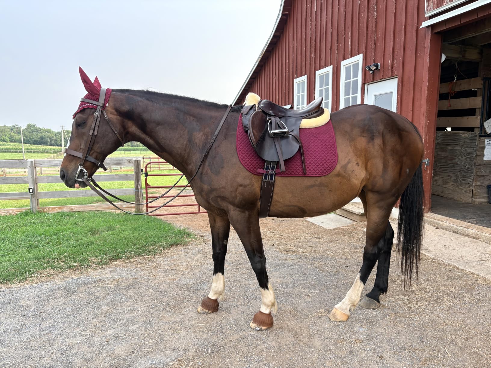 Woolous Sheepskin Half Pad for English Saddle, Wool Fleece Horse Saddle Pad | Genuine sheepskin wool fleece cushions horse back, absorbs shock, relieves pressure and helps keep saddle fit secure in use. customer photo 2