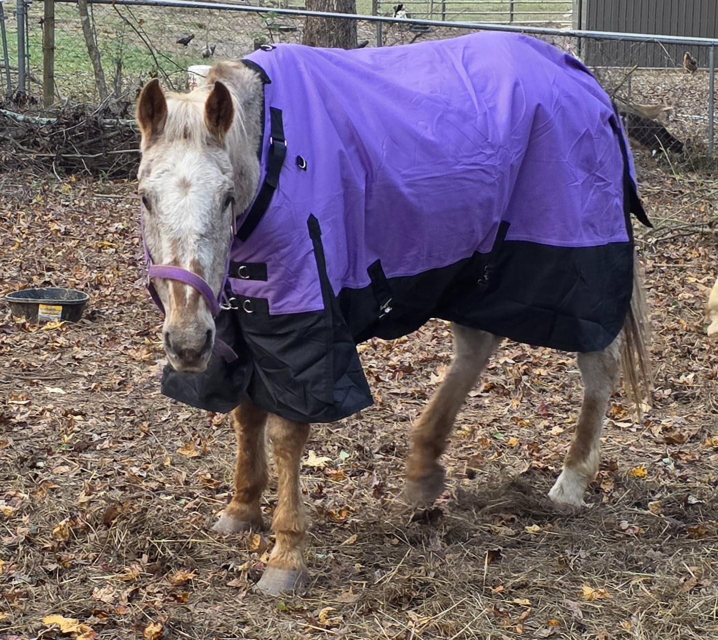1200 Denier Heavyweight Waterproof Turnout Blanket w/Adjustable Neck customer photo 2
