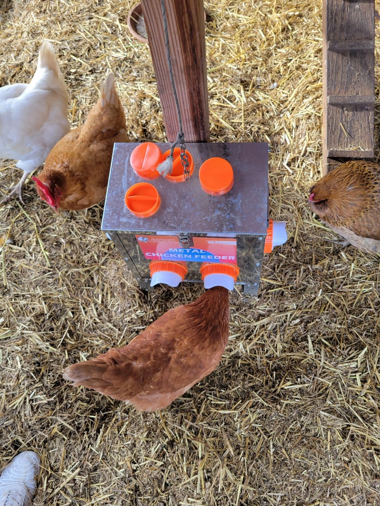 HAYOHRT 85-120LBS Capacity Chicken Feeder No Waste 10-Ports Automatic Large Poultry Feeder with Latch & Handle for Chickens Bantams Pheasants Poultry Coop Weatherproof customer photo 2