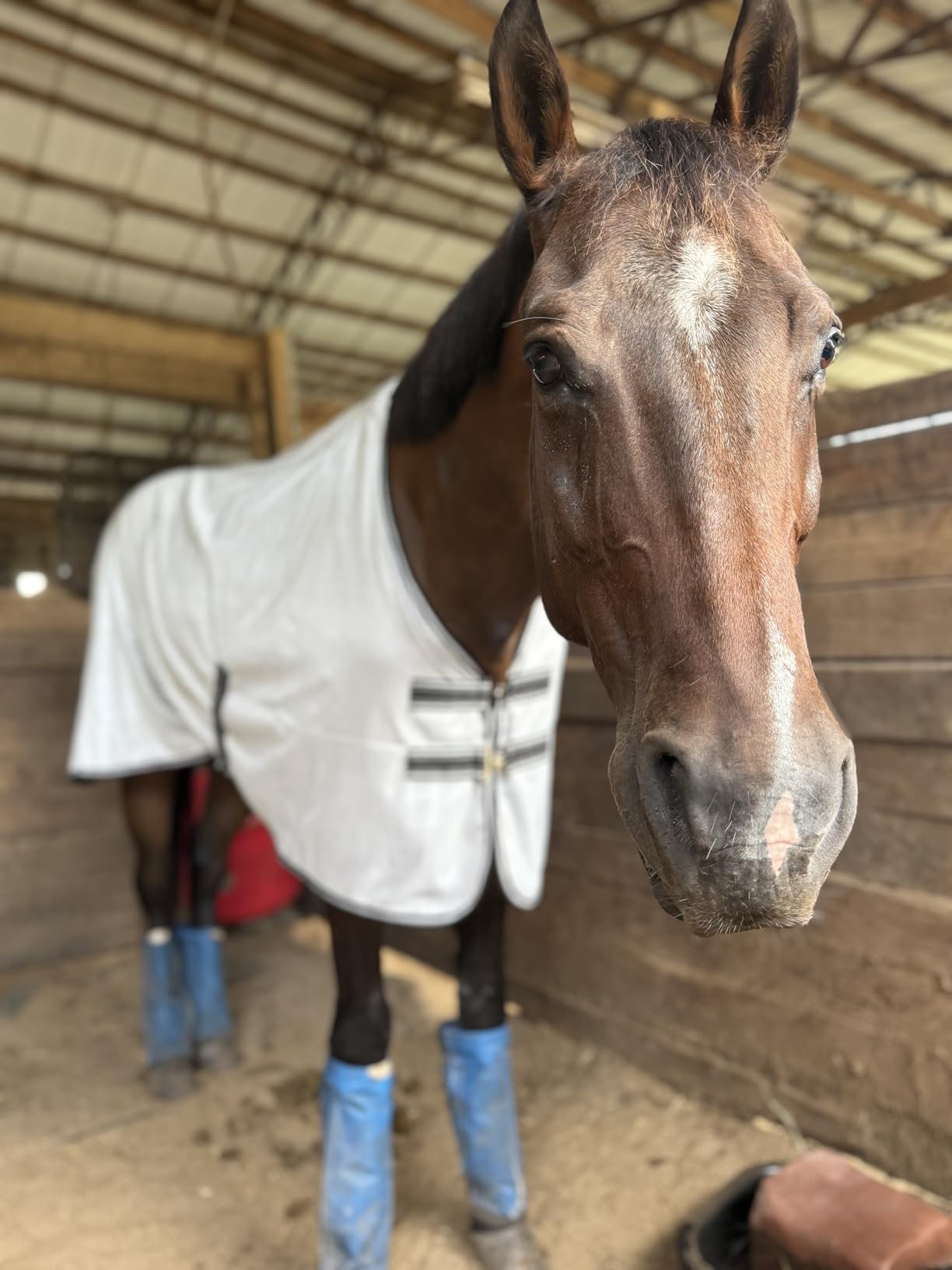 Equinavia Gard Horse Fly Sheet Nylon Mesh Equine Fly Sheet for Horses, Pony | Turnout Horse Fly Sheets, Breathable Pony & Horse Sheet, Lightweight, Against Pests, Sun UV Protection, Silver Gray, 69 in customer photo 1