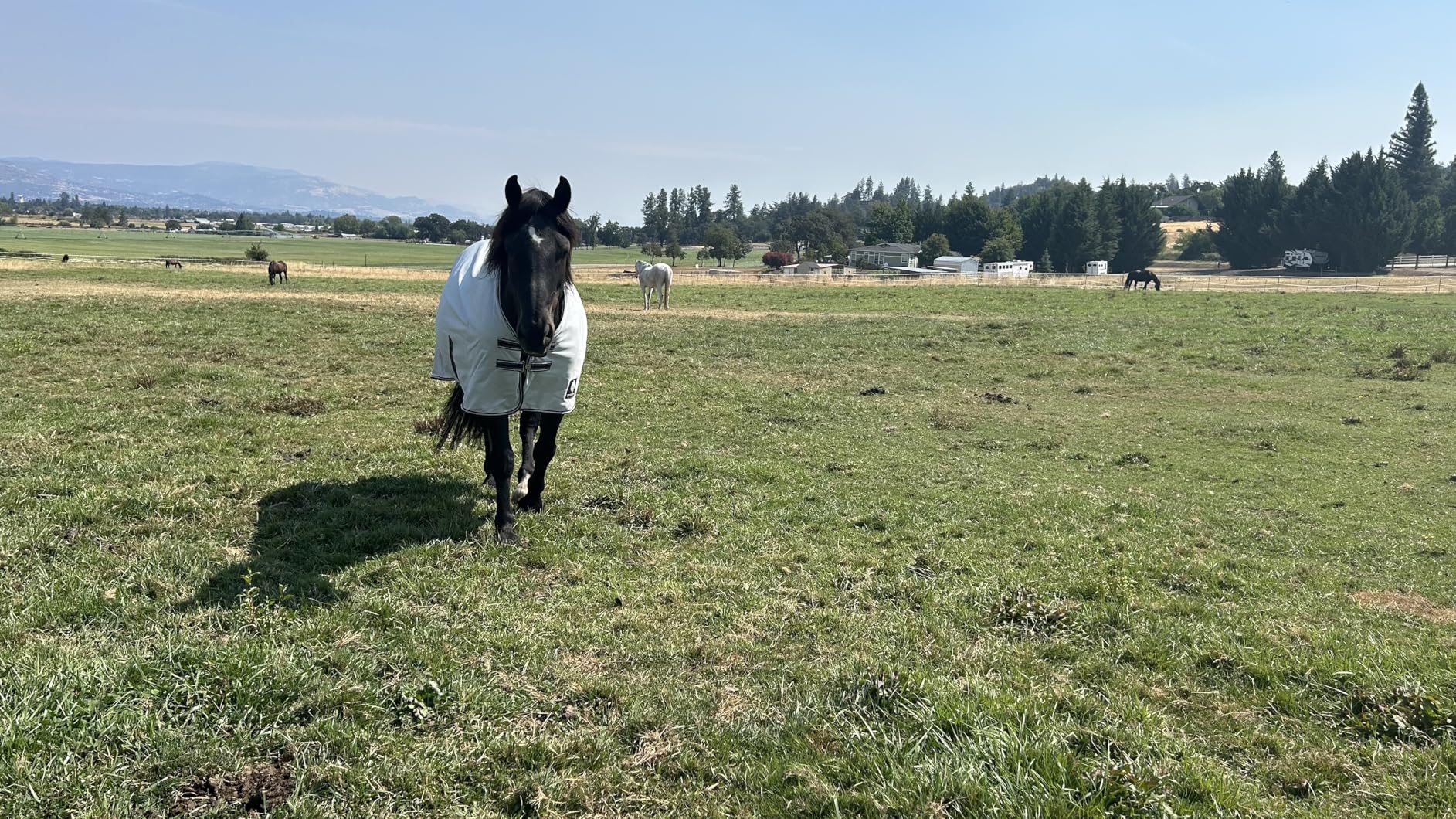 Equinavia Gard Horse Fly Sheet Nylon Mesh Equine Fly Sheet for Horses, Pony | Turnout Horse Fly Sheets, Breathable Pony & Horse Sheet, Lightweight, Against Pests, Sun UV Protection, Silver Gray, 69 in customer photo 2