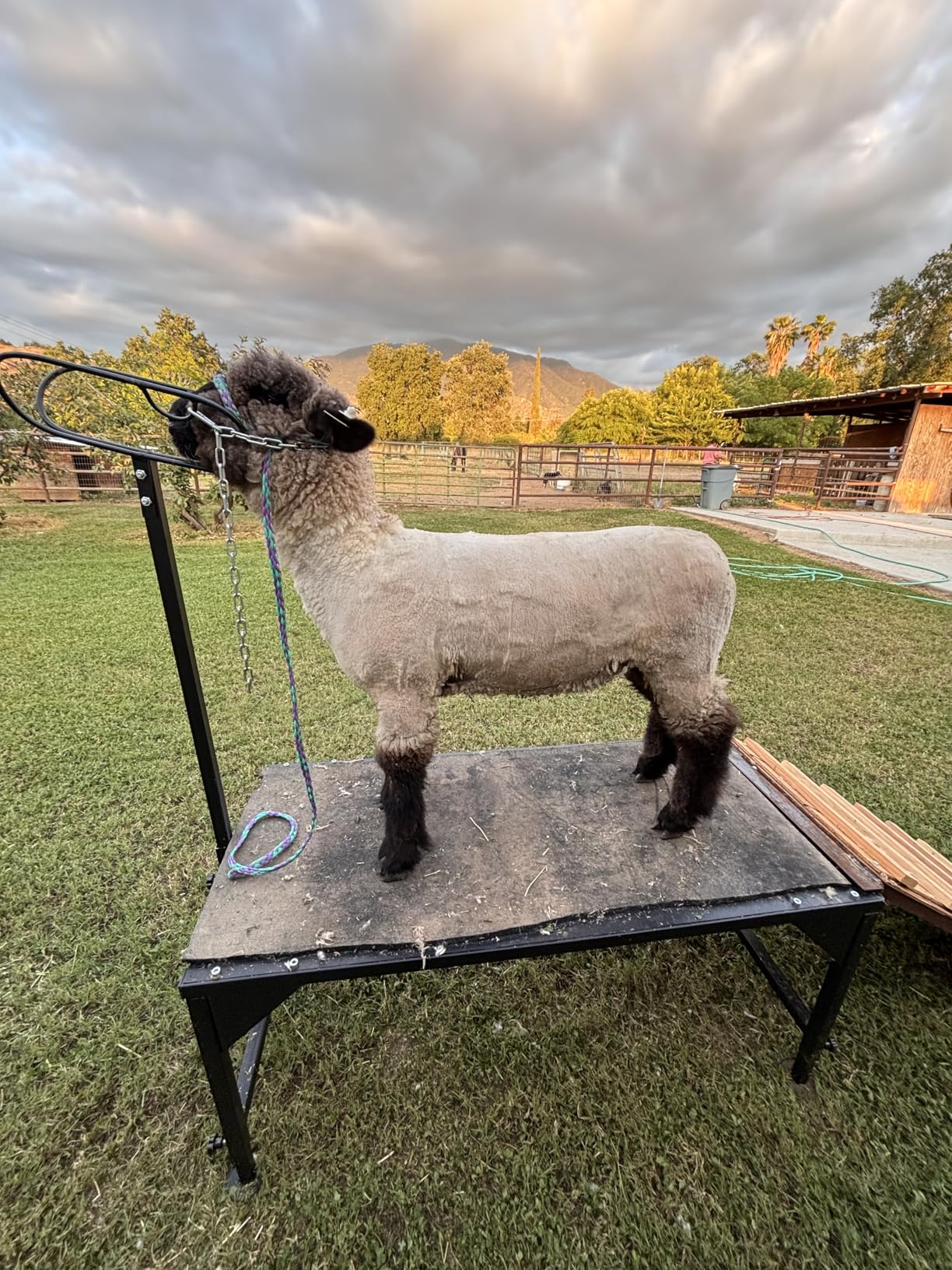 Metal Livestock Stand, Sheep Livestock Stand 50