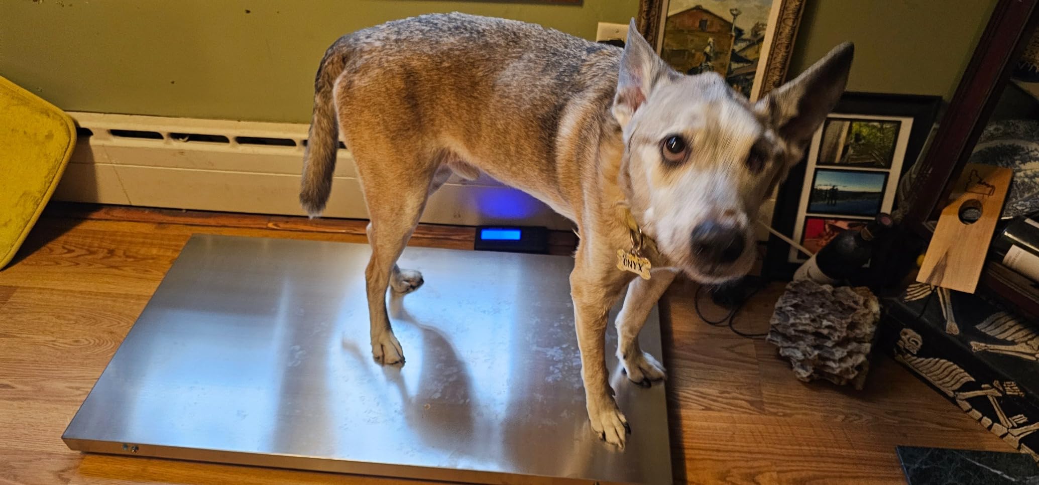 VEVOR 880Lbs x 0.2Lbs Livestock Scale Shipping Scales Large Platform 40.6x20.9Inch Stainless Steel Vet Scale Industrial Floor Scale Large Animal Dog Pig Scale Goat Weight Scale Pet Digital Scale customer photo 2