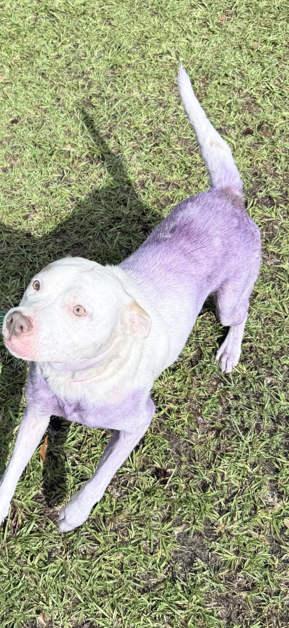 Farnam Wound-Kote Blue Lotion Spray Horse Wound Care, Antiseptic Spray for Dogs and Horses, 7 Oz. customer photo 1