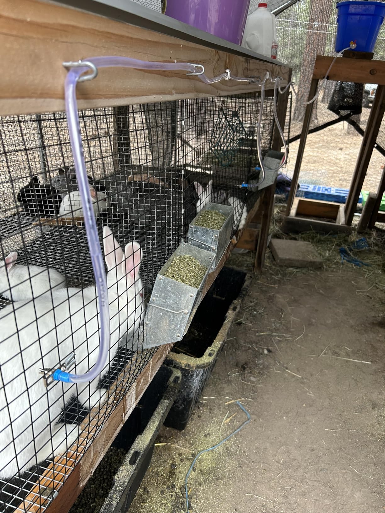 Rabbit Nipple Drinker Kit Automatic Rabbit Watering System Kit Include 12 Drinking Nipple, 23ft Hose, Hole Opener, Barb Valve Fitting to G1/2'' Connector (Blue, 12Pcs) customer photo 1